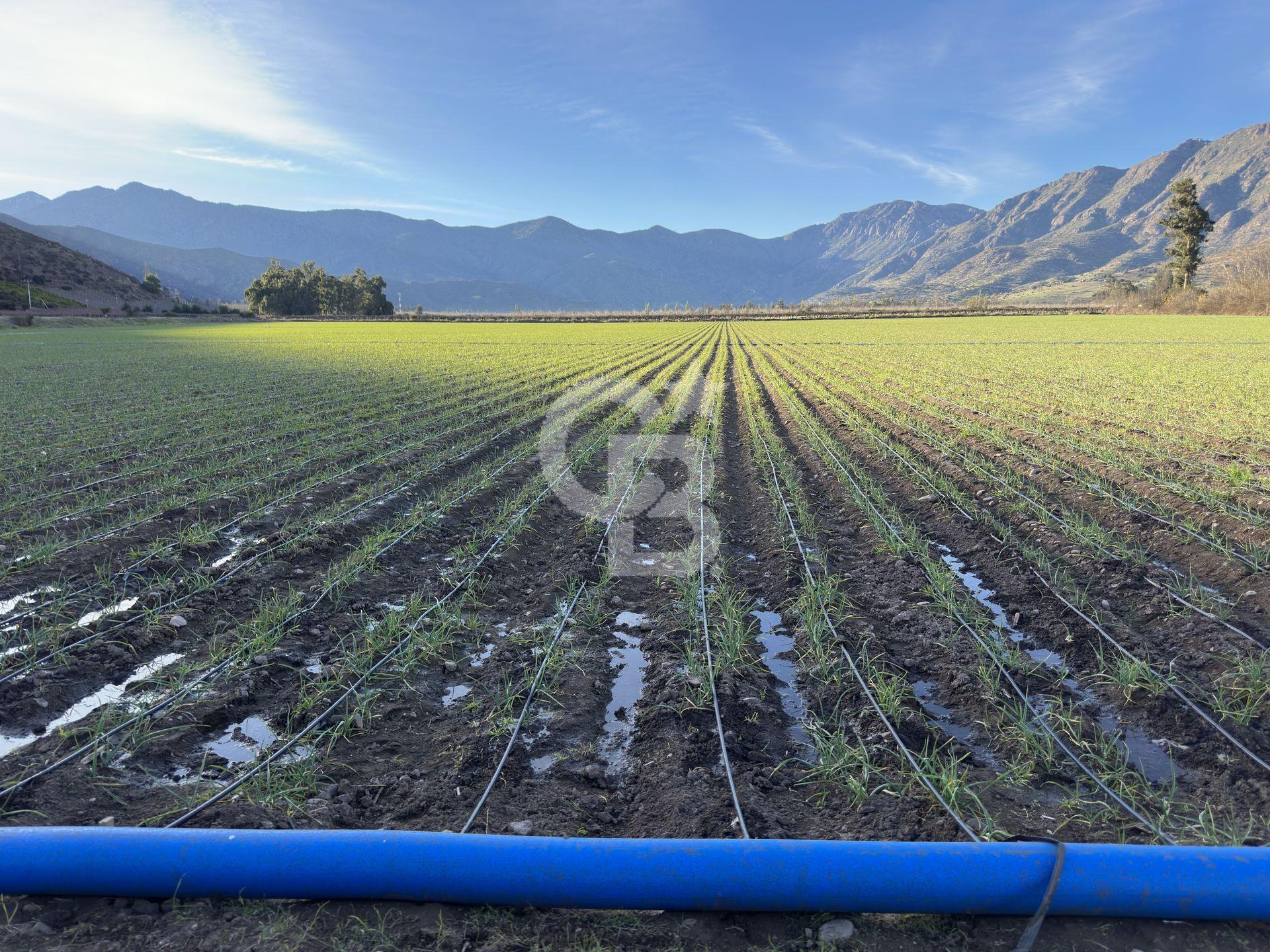 Catemu, Chile, ,Residential,For Sale,1971314