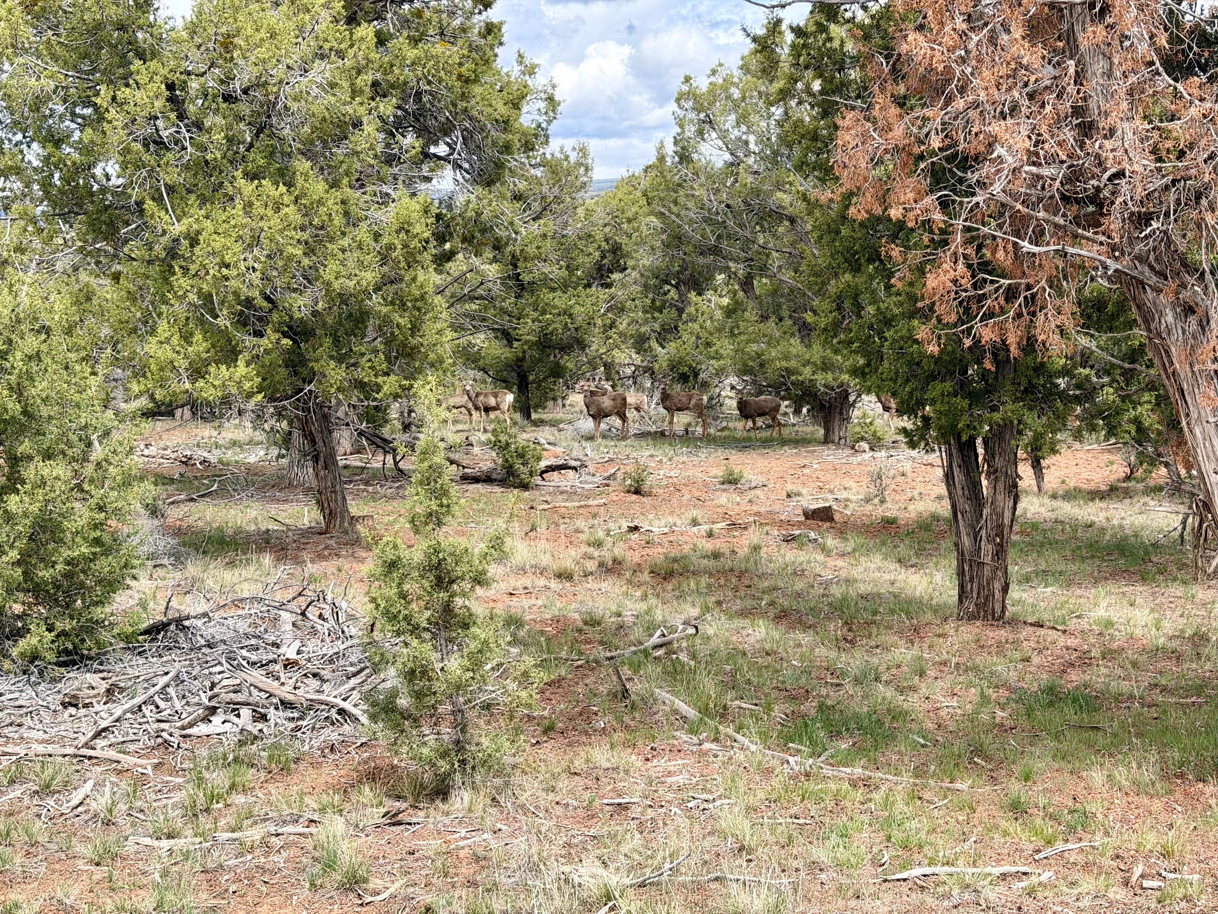  Eagle Rock Ranch - 物件實景