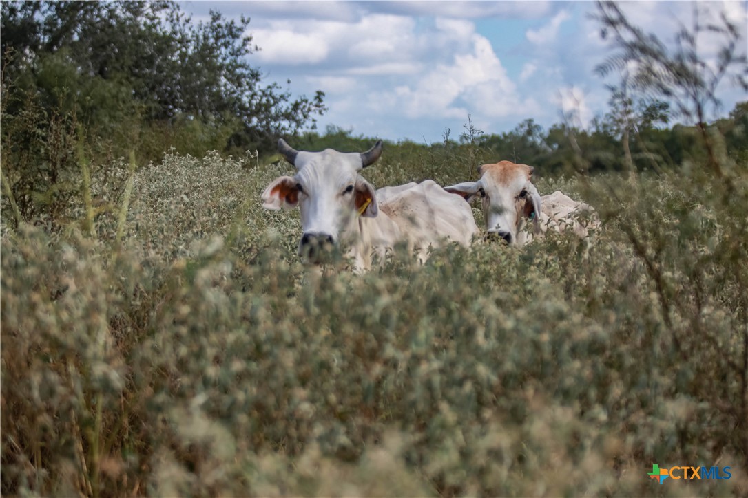 Cuero, Texas, 77954, United States, ,Residential,For Sale,1949163