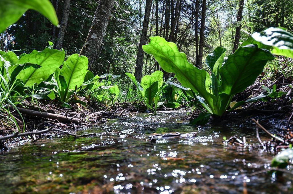 Sagle, Idaho, 83860, United States, ,Land,For Sale,1974286