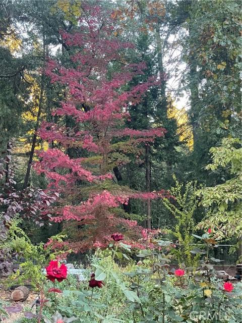 Magalia, California, 95954, United States, 3 Bedrooms Bedrooms, ,3 BathroomsBathrooms,Residential,For Sale,2008830