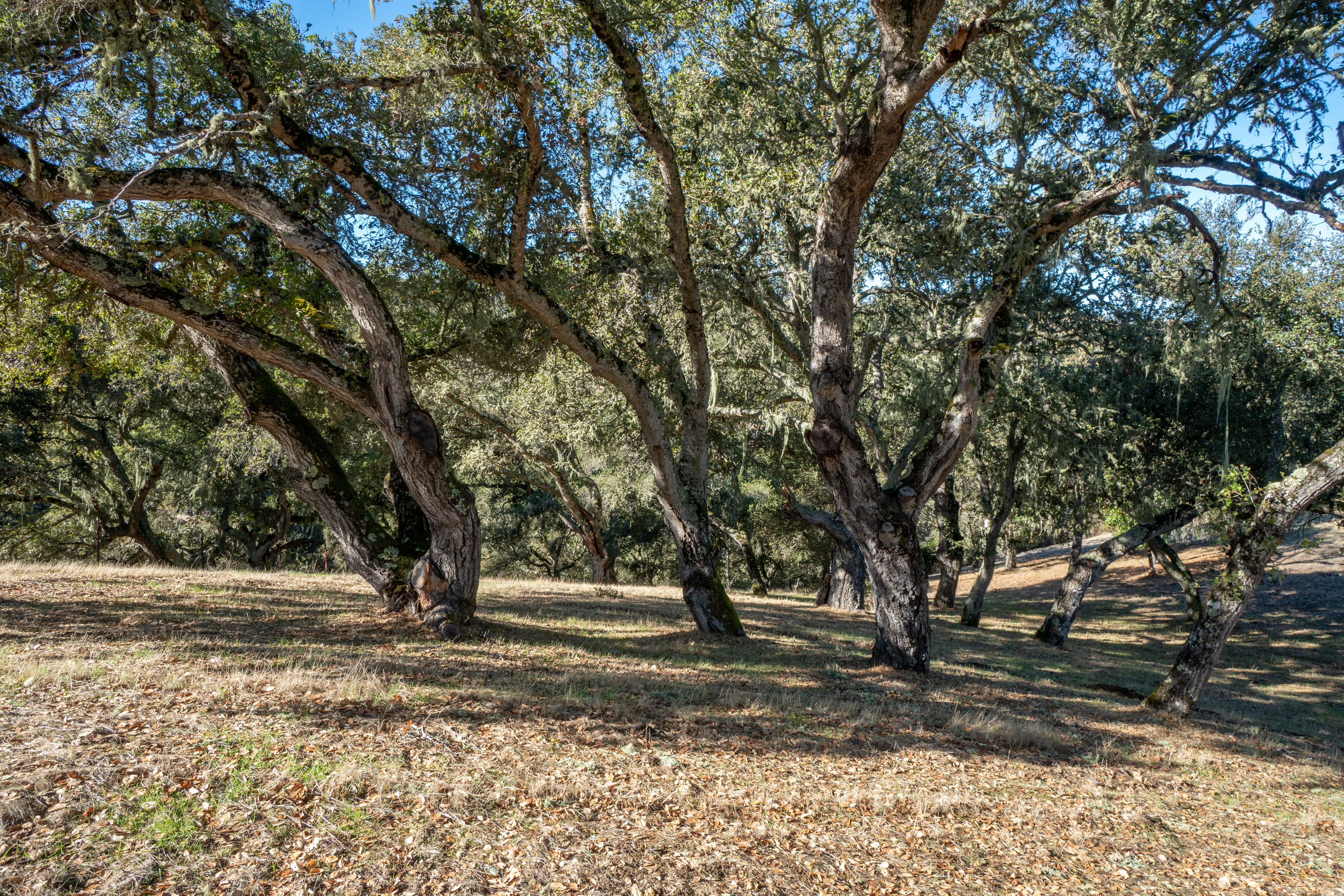  17114 Cachagua Road - 物件實景