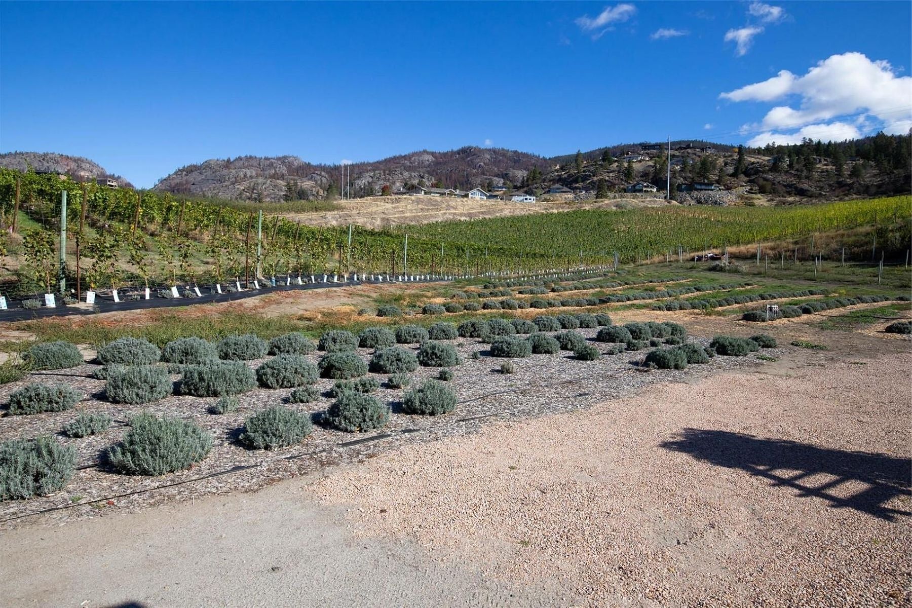  Boutique Okanagan Winery - 物件實景