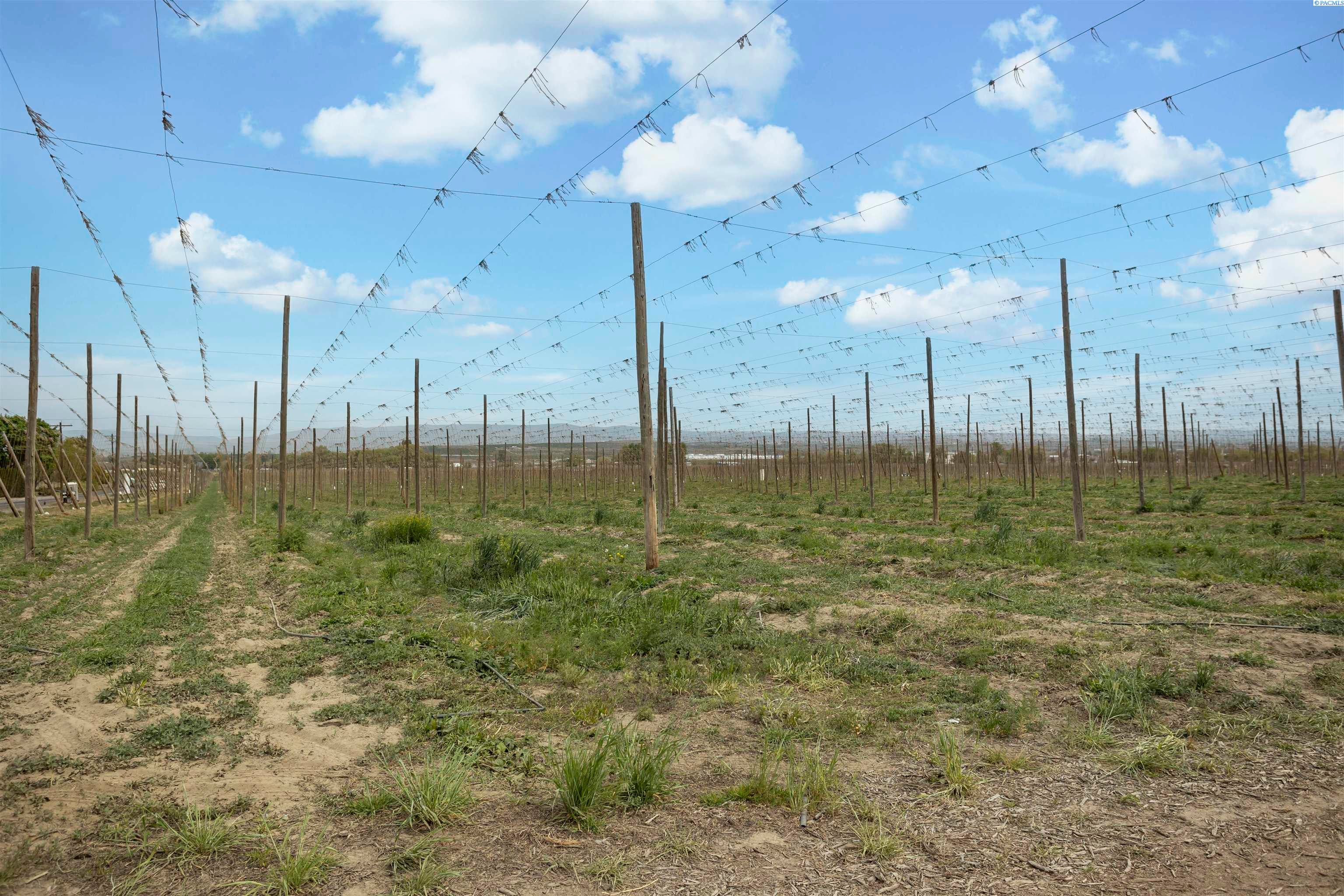 Grandview, Washington, 98930, United States, ,Land,For Sale,1976550