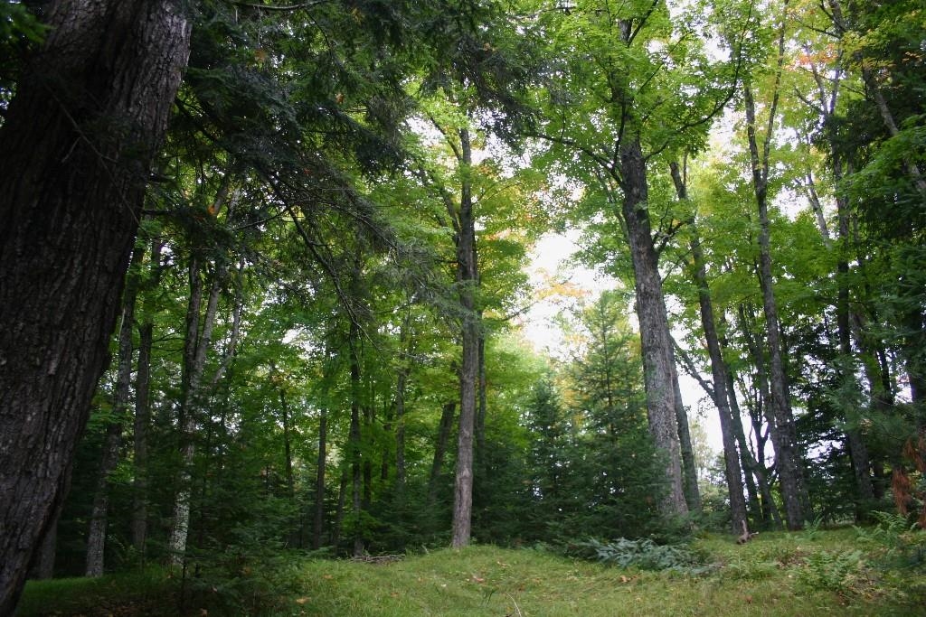 Butternut, Wisconsin, 54514, United States, ,Residential,For Sale,1921385