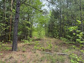Naples, Texas, 75568, United States, ,Land,For Sale,1786234