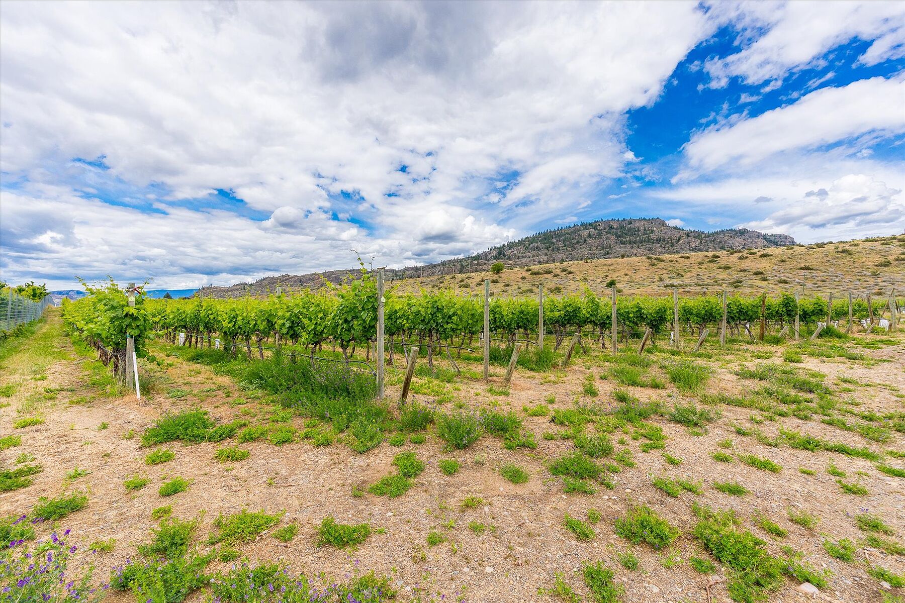  Oliver Winery Opportunity - 物件實景