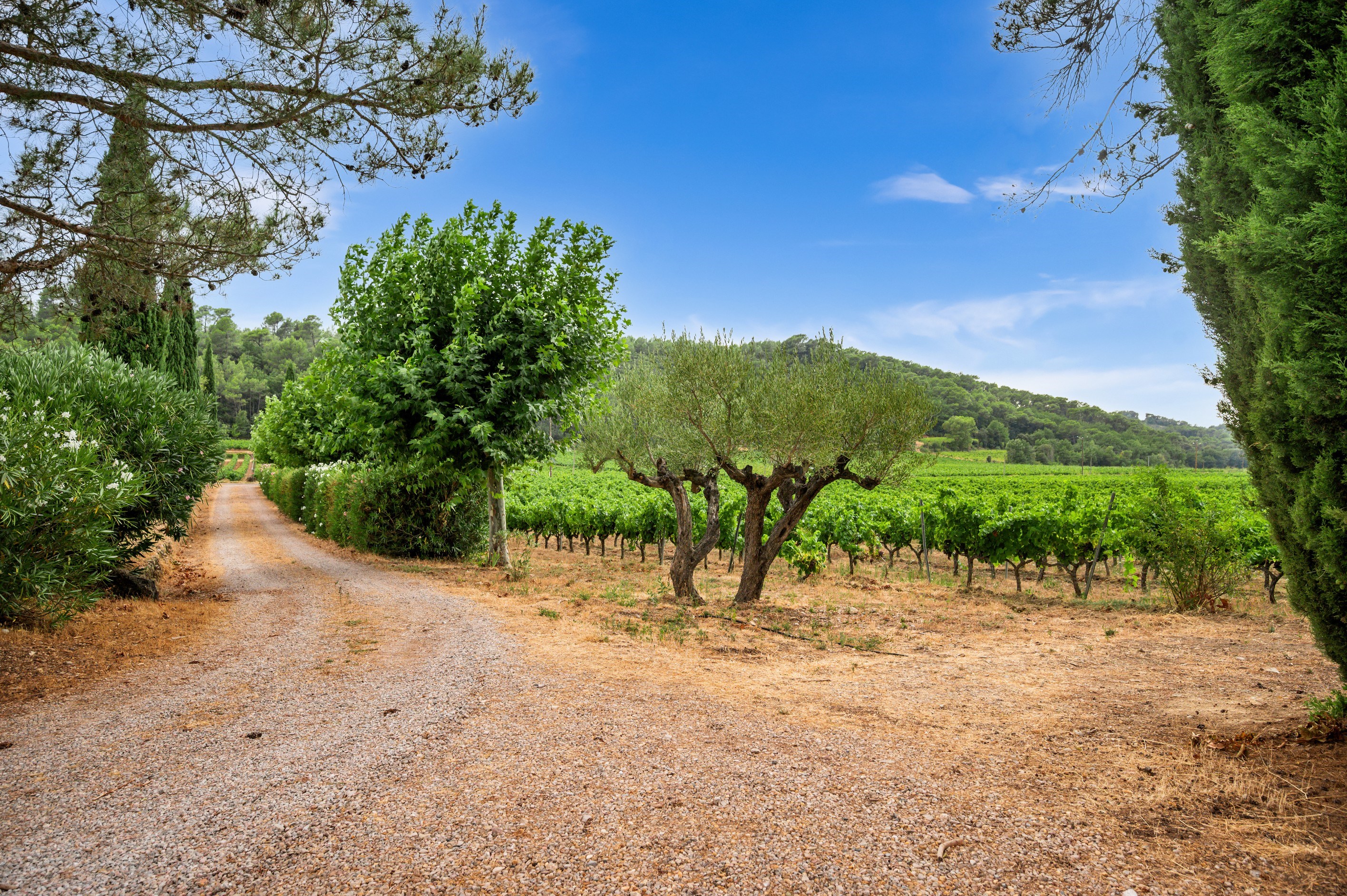  Exceptional Provençal Estate – Elegant Bastide with Pool Amidst Vineyards - 物件實景