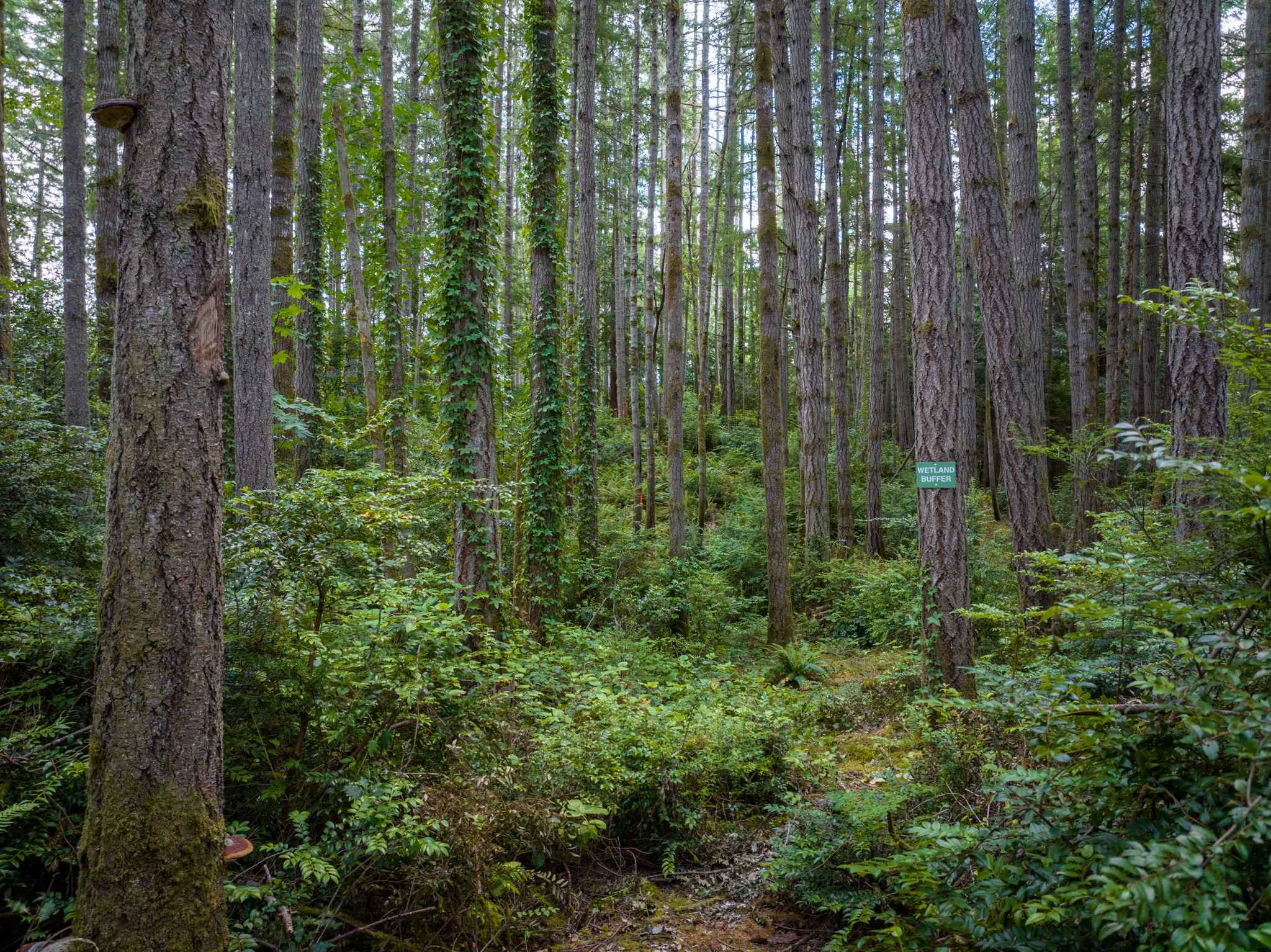  Lot B Bucsit Lane Northeast, Bainbridge Island, WA 98110 - 物件實景