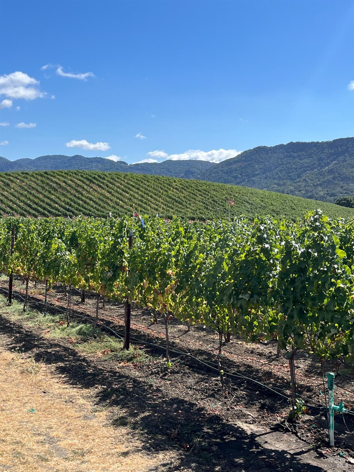 Napa, California, 94558, United States, 3 Bedrooms Bedrooms, ,3 BathroomsBathrooms,Residential,For Sale,1991897