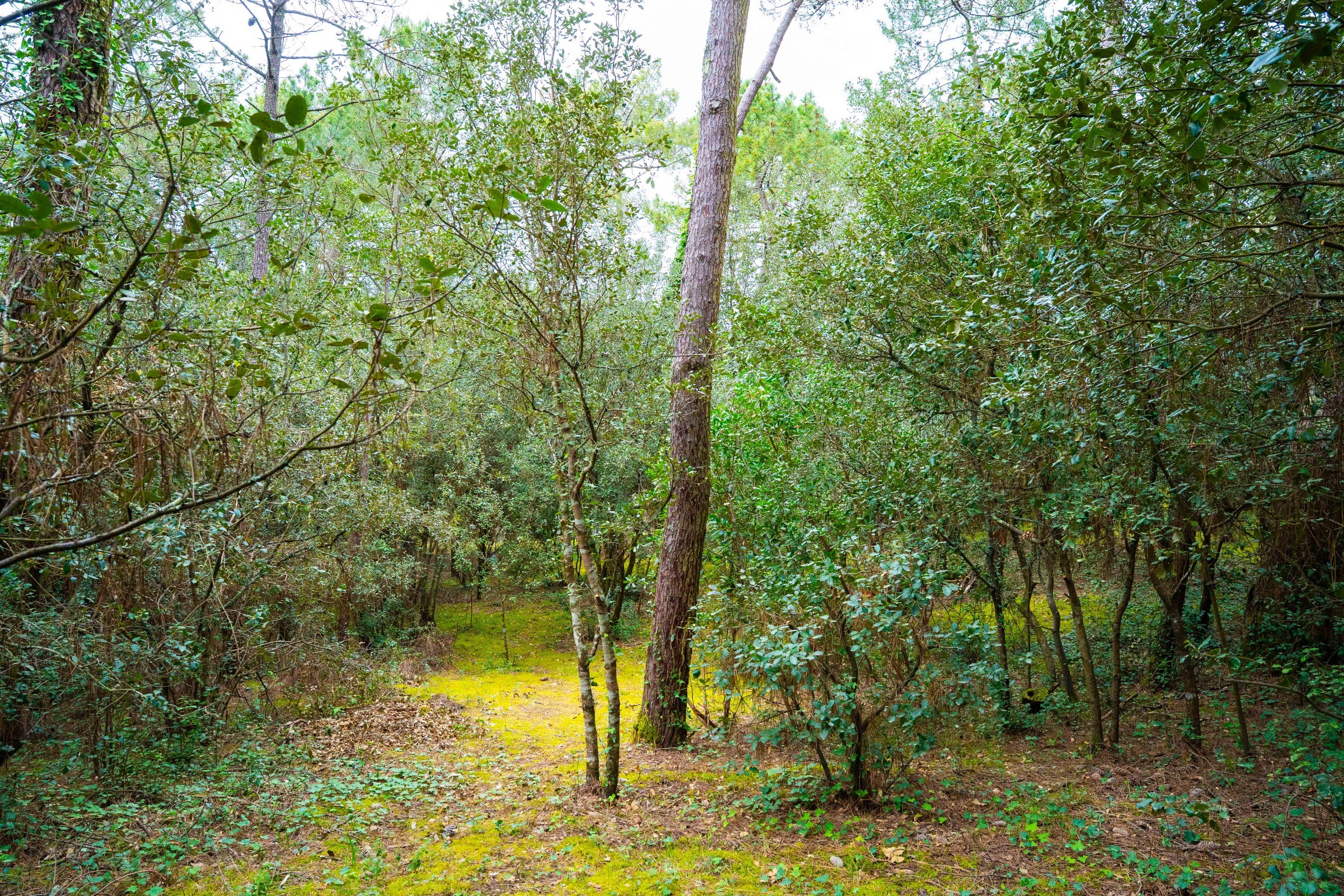  EXCEPTIONAL 1550 SQM PLOT PARK OF THE PALMYRE RESIDENCE - 物件實景