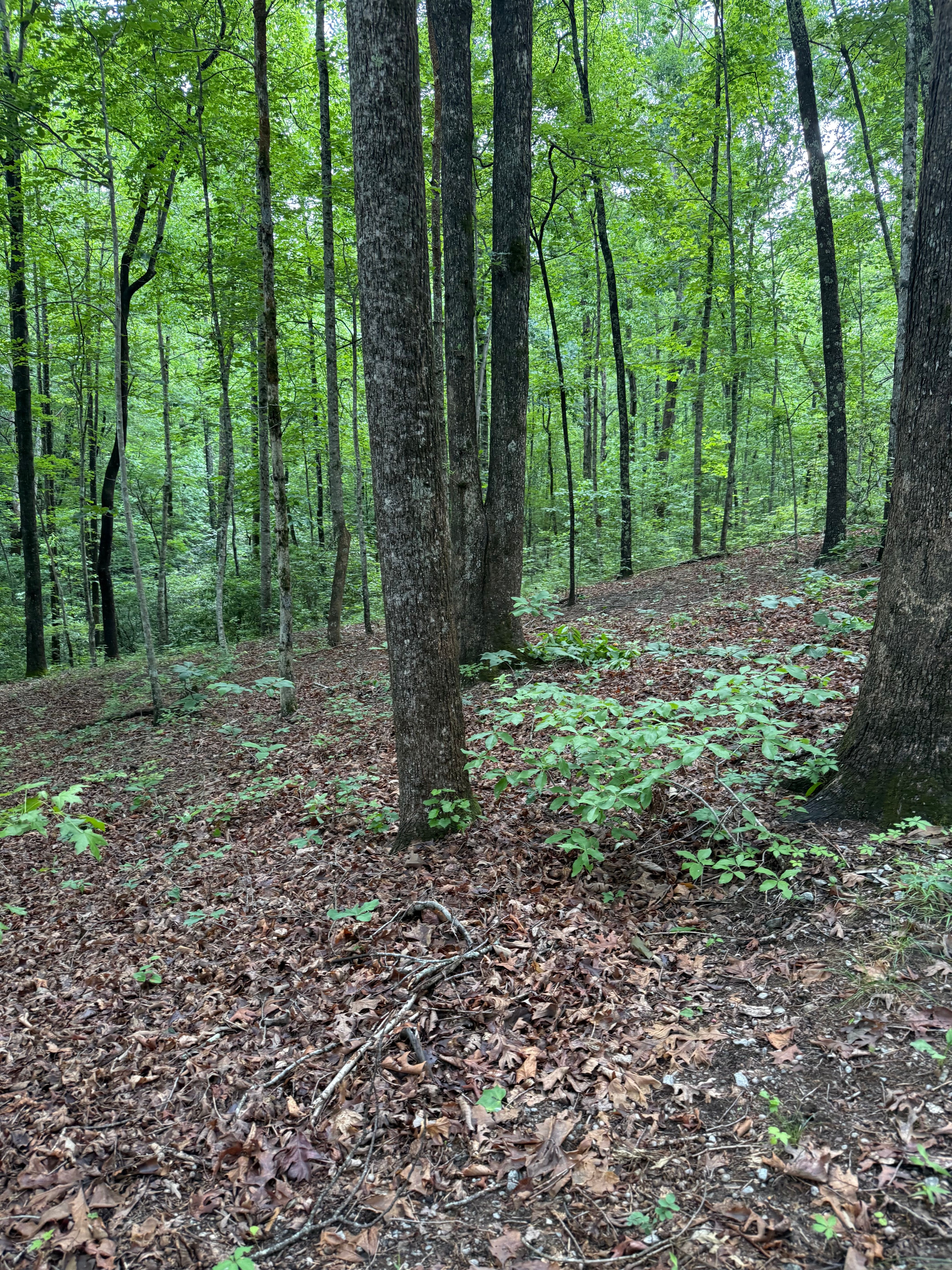  125 Cottage Side Trail, Travelers Rest, SC 29690 - 物件實景