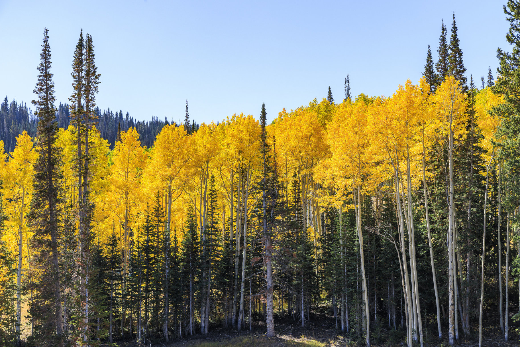  Incredible 28 Acre Estate Lot in the Colony at White Pine Canyon - 物件實景