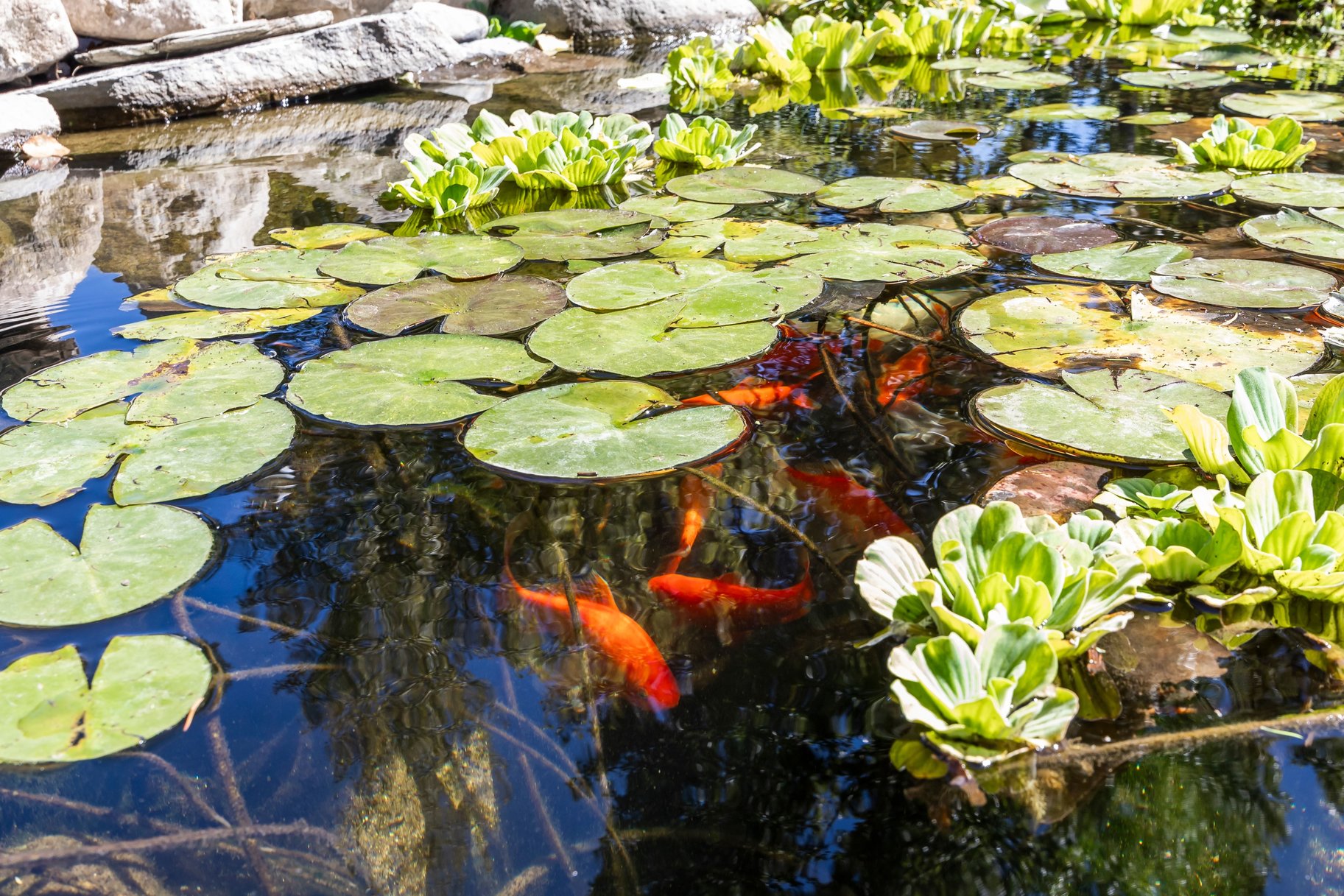  Custom South Jordan Rambler with Koi Pond, RV Parking & ADU Apartment - 物件實景
