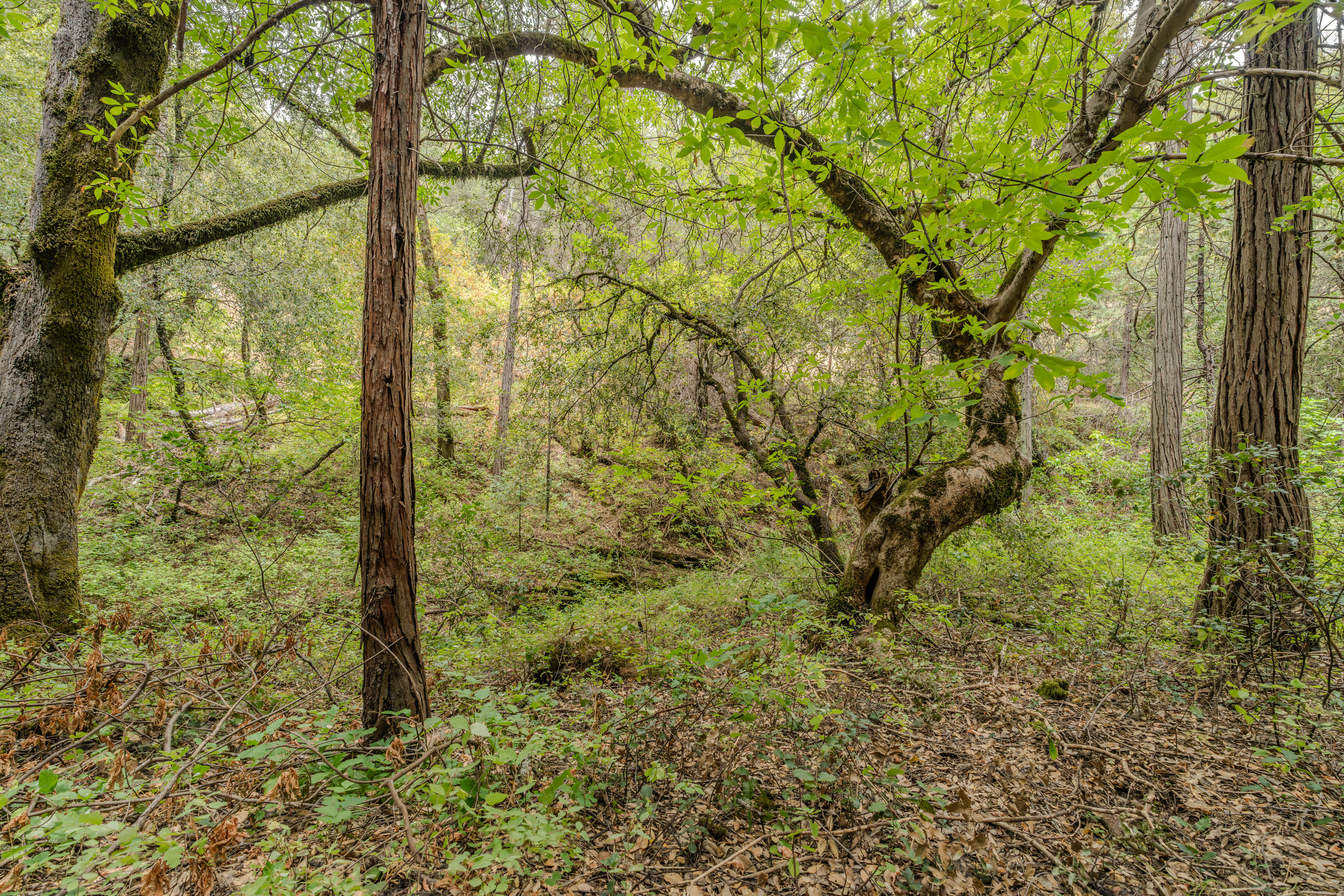  18101 Old River Road, Fiddletown, CA 95629 - 物件實景