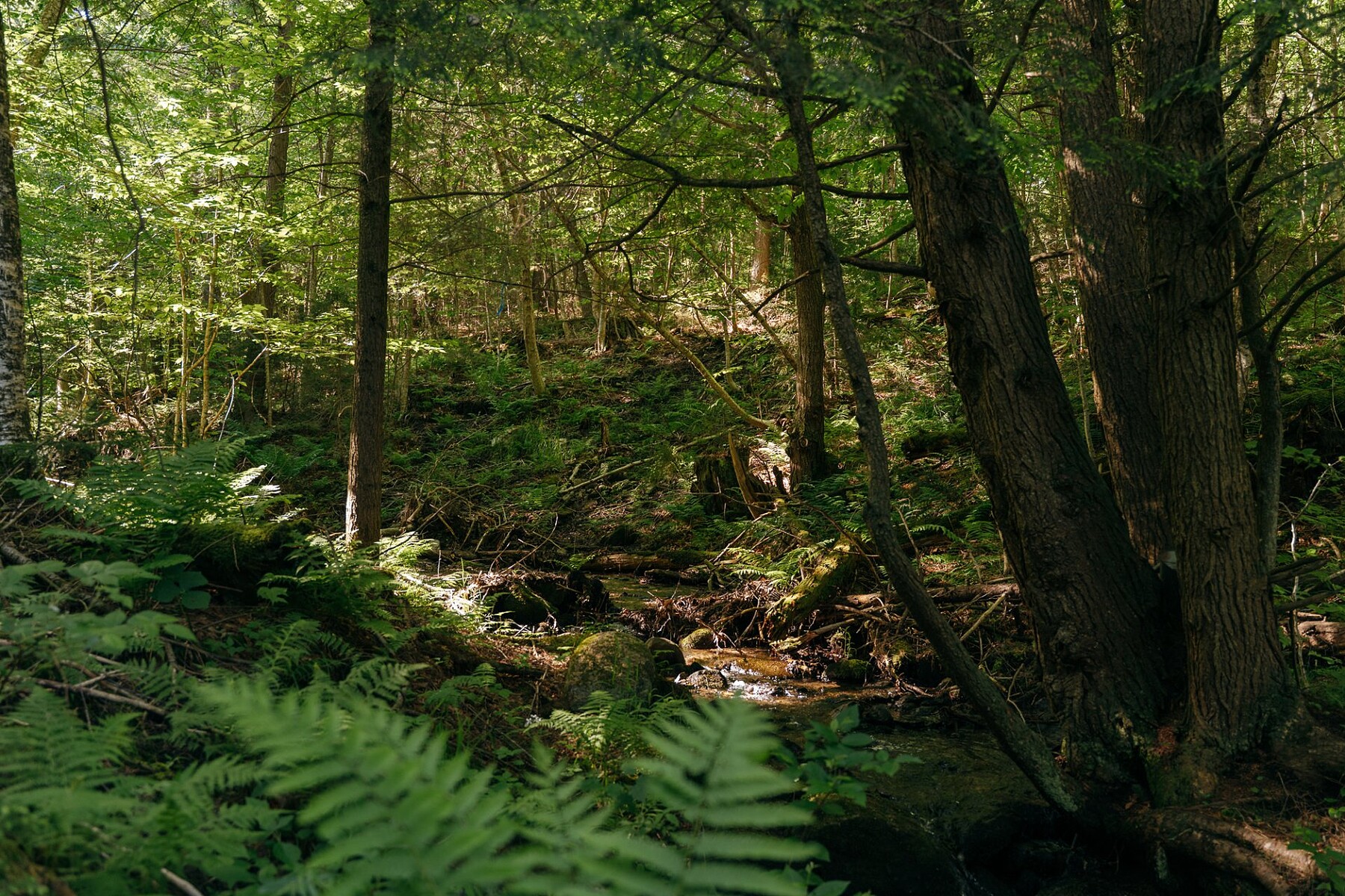  Sutton, Eastern Townships - 物件實景