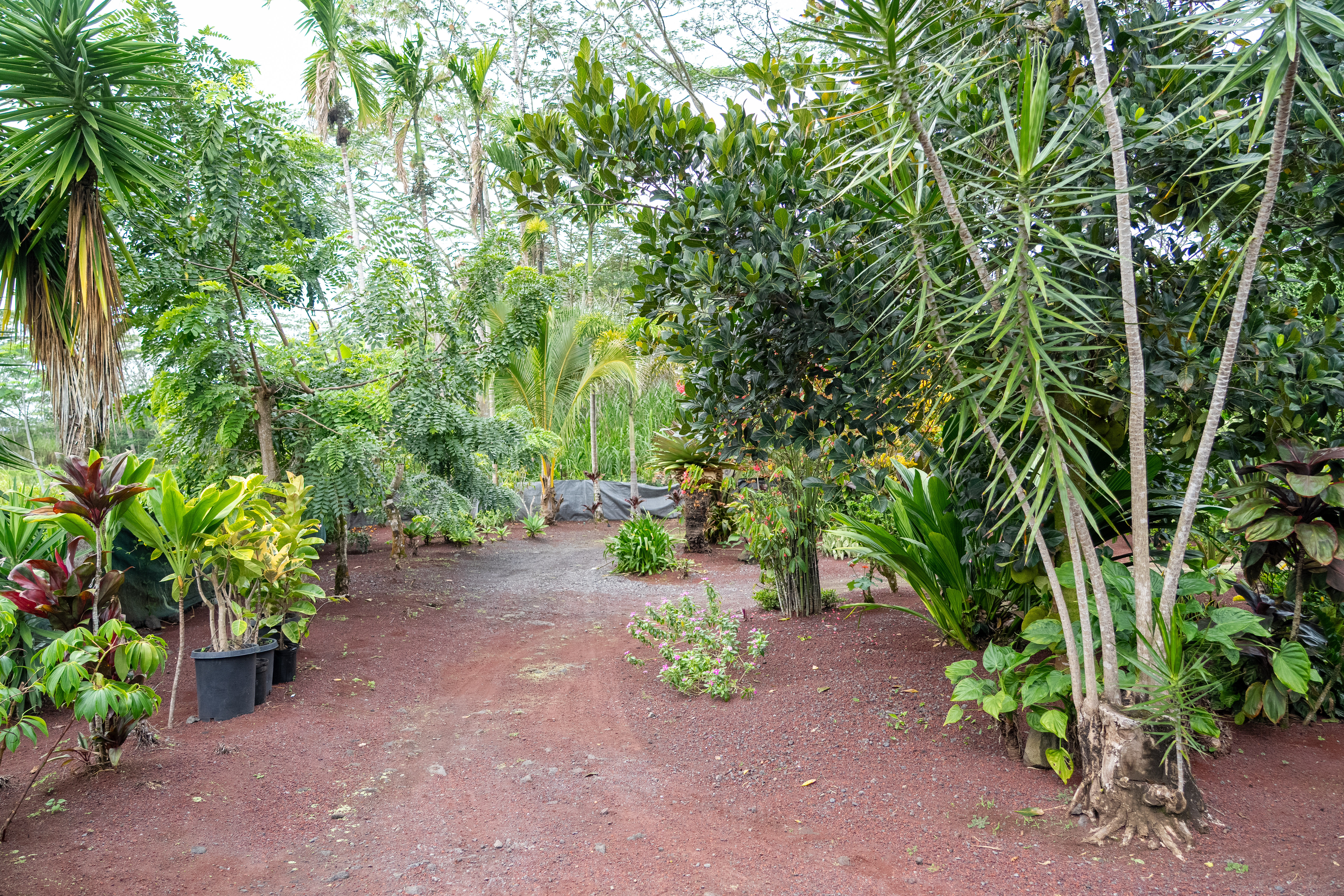 Kurtistown, Hawaii, 96760, United States, 2 Bedrooms Bedrooms, ,2 BathroomsBathrooms,Residential,For Sale,1991865