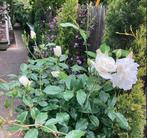 Los Altos, California, 94024, United States, 3 Bedrooms Bedrooms, ,2 BathroomsBathrooms,Residential,For Sale,1925689