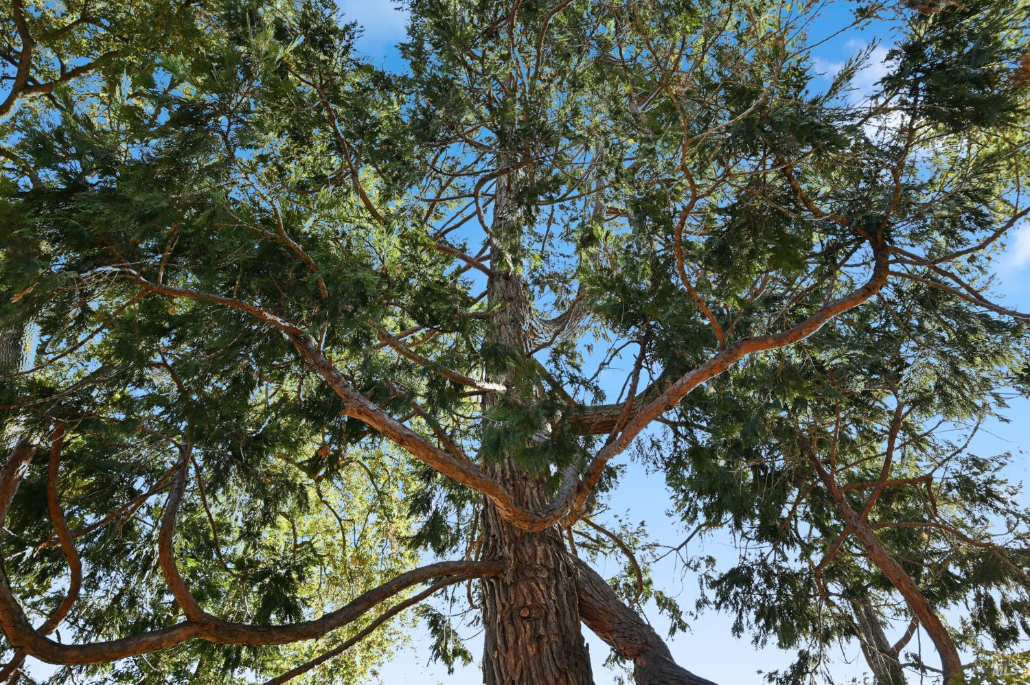 Santa Rosa, California, 95404, United States, 3 Bedrooms Bedrooms, ,2 BathroomsBathrooms,Residential,For Sale,2001731