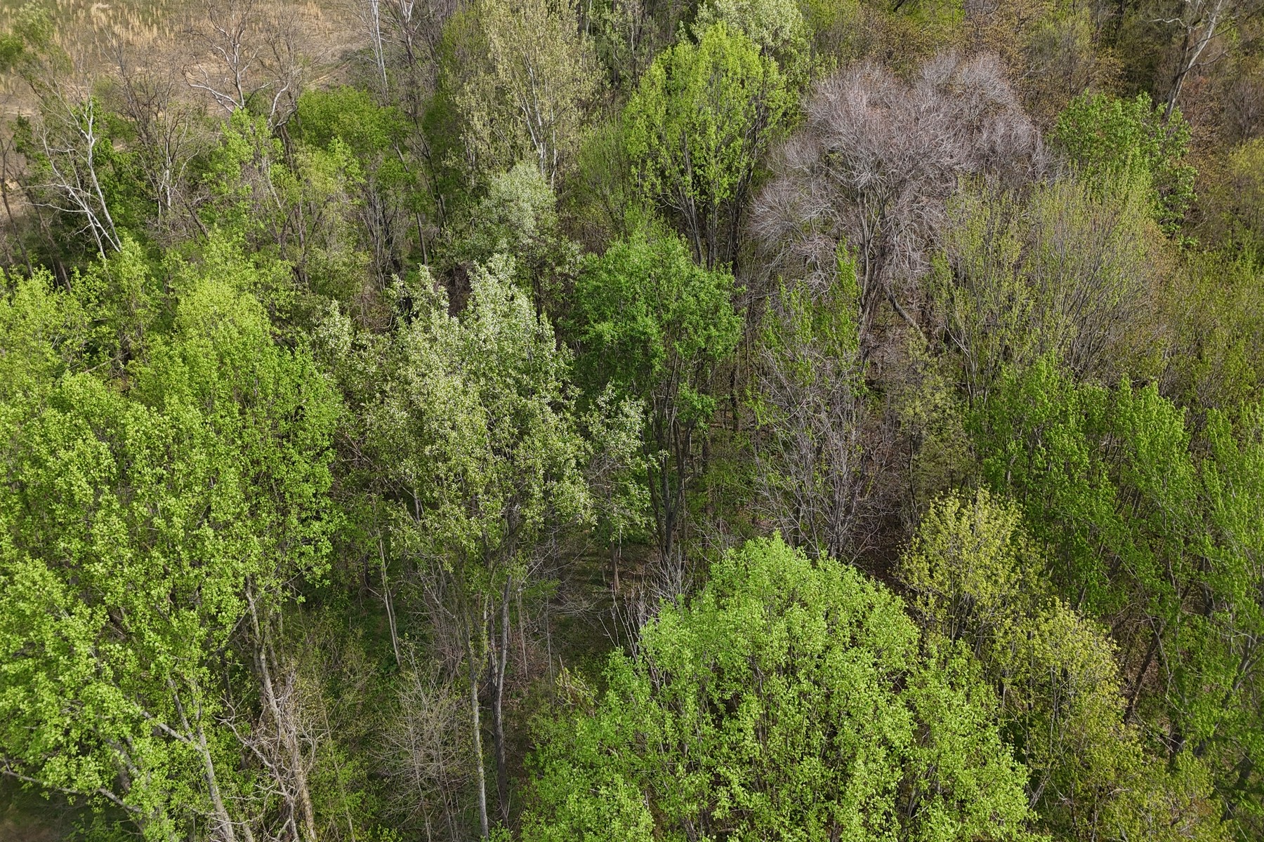  Expansive 56 Acre Property Ready For Your Dream Home - 物件實景