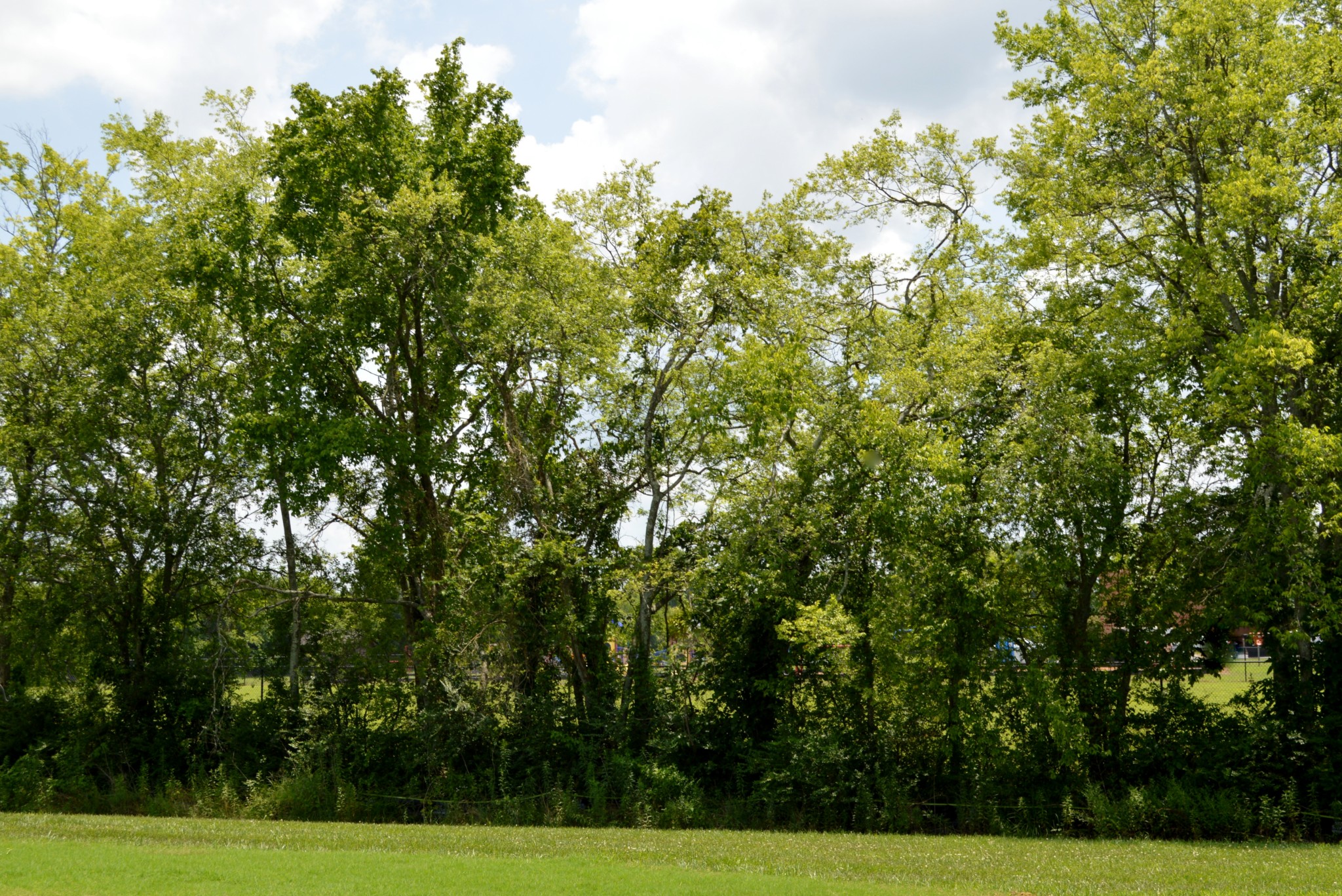  1332 Grassy Plain Pass, Lewisburg, TN, 37091 - 物件實景