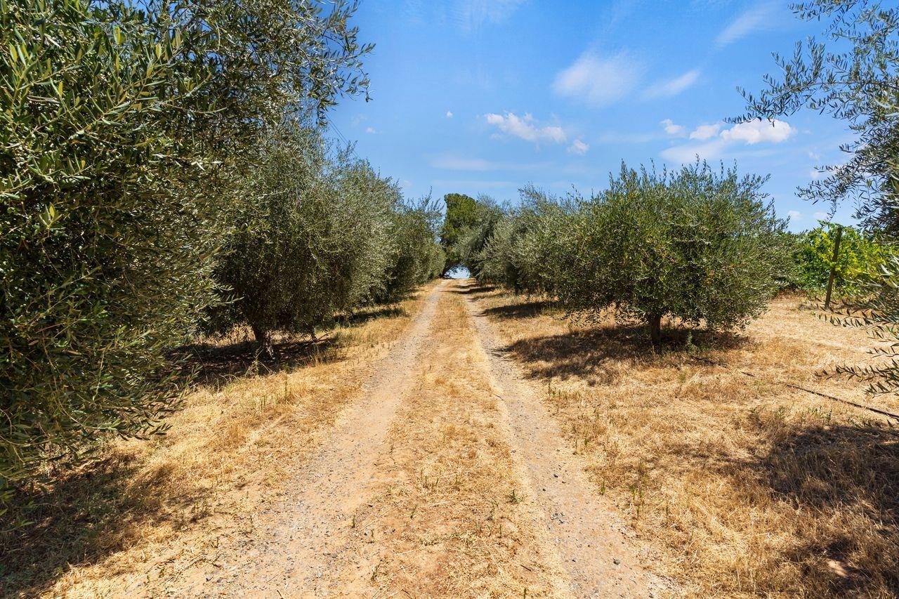 21226 Dickson Road, Plymouth, California, 95669, United States, ,Land,For Sale,21226 Dickson Road,1672447