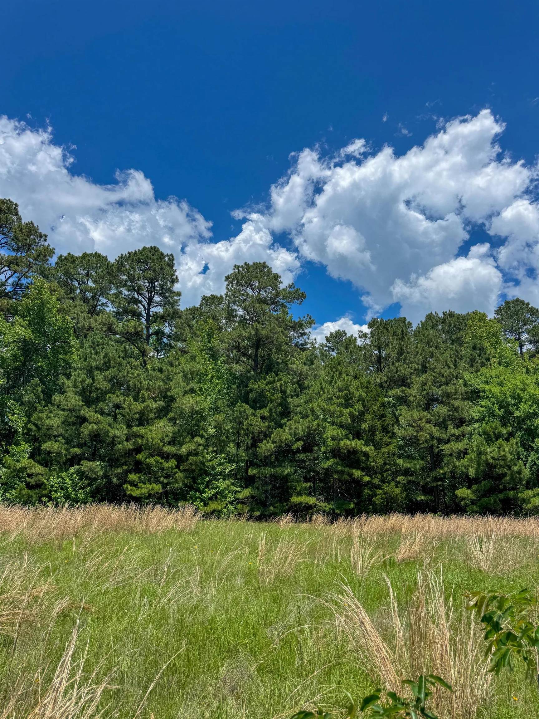 Douglassville, Texas, 75560, United States, ,Land,For Sale,2048006
