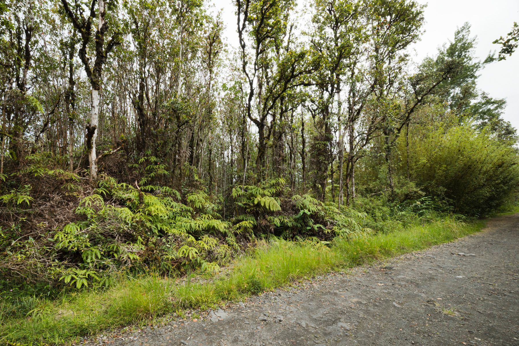  11-1766 Pilo St, Mountain View, HI, 96771 - 物件實景