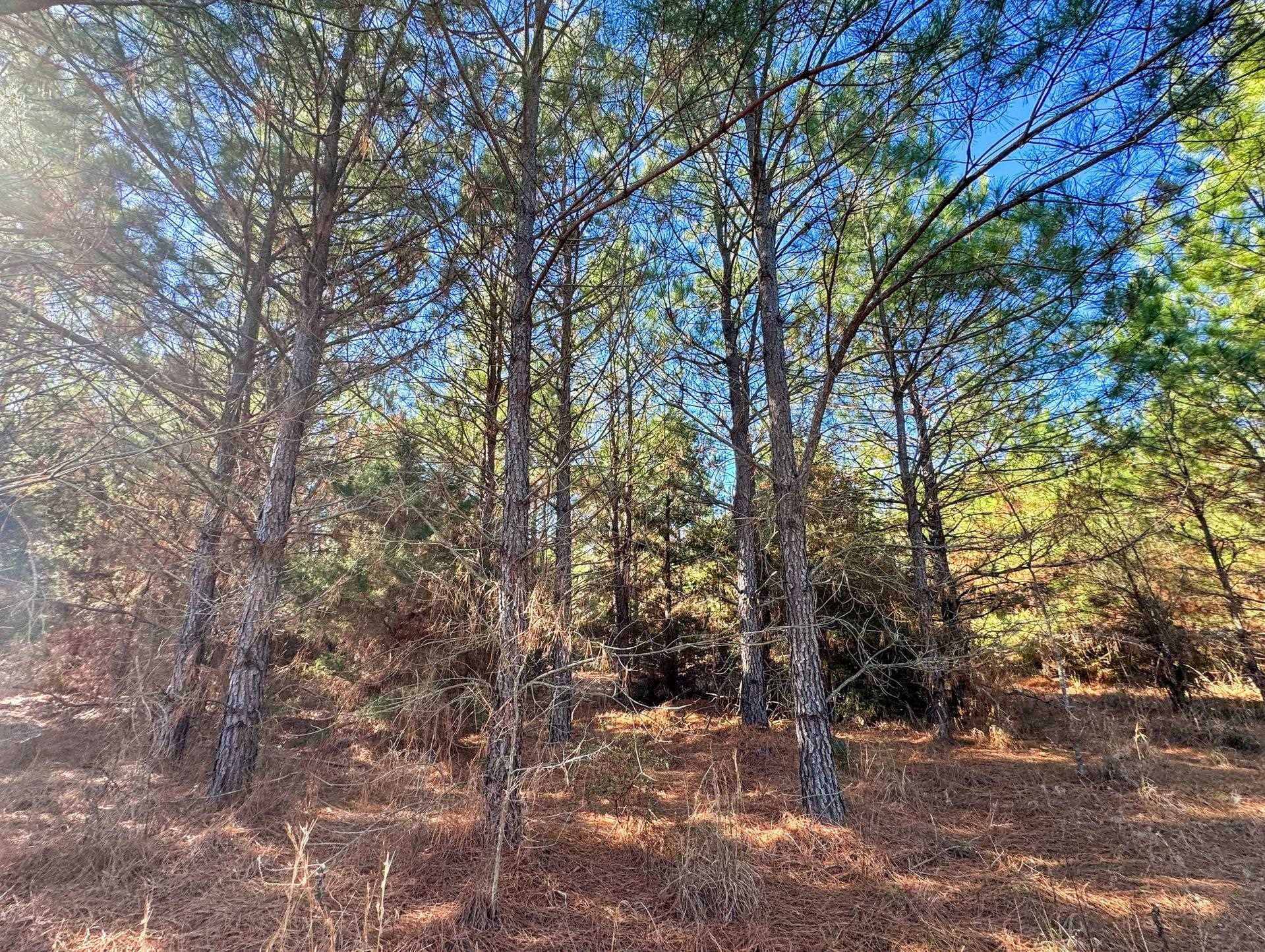 Linden, Texas, 75563, United States, ,Land,For Sale,2005293