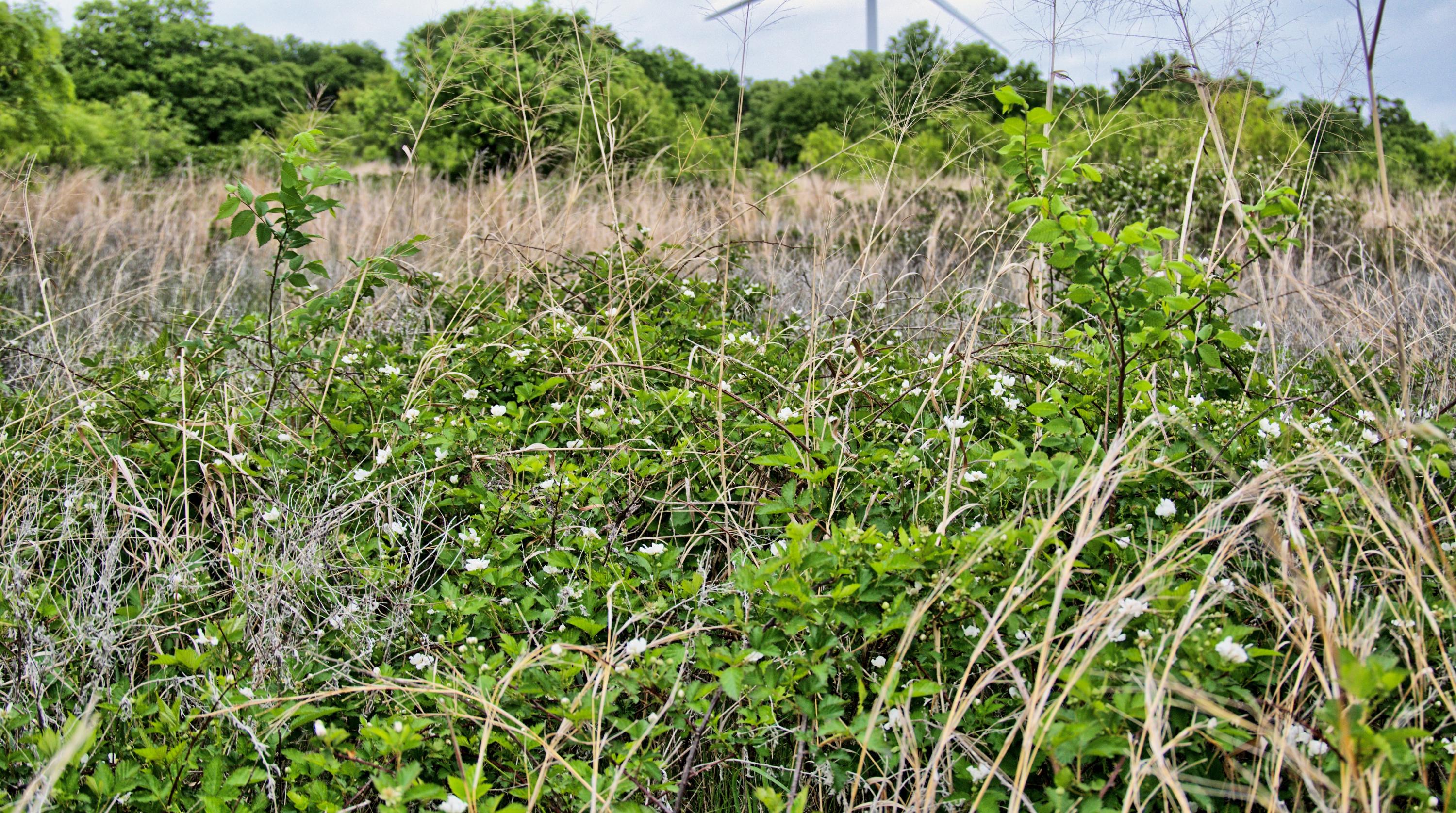  95 Acres in Clay County - 物件實景