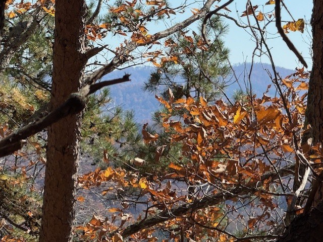 Talking Rock, Georgia, 30175, United States, ,Land,For Sale,1995157