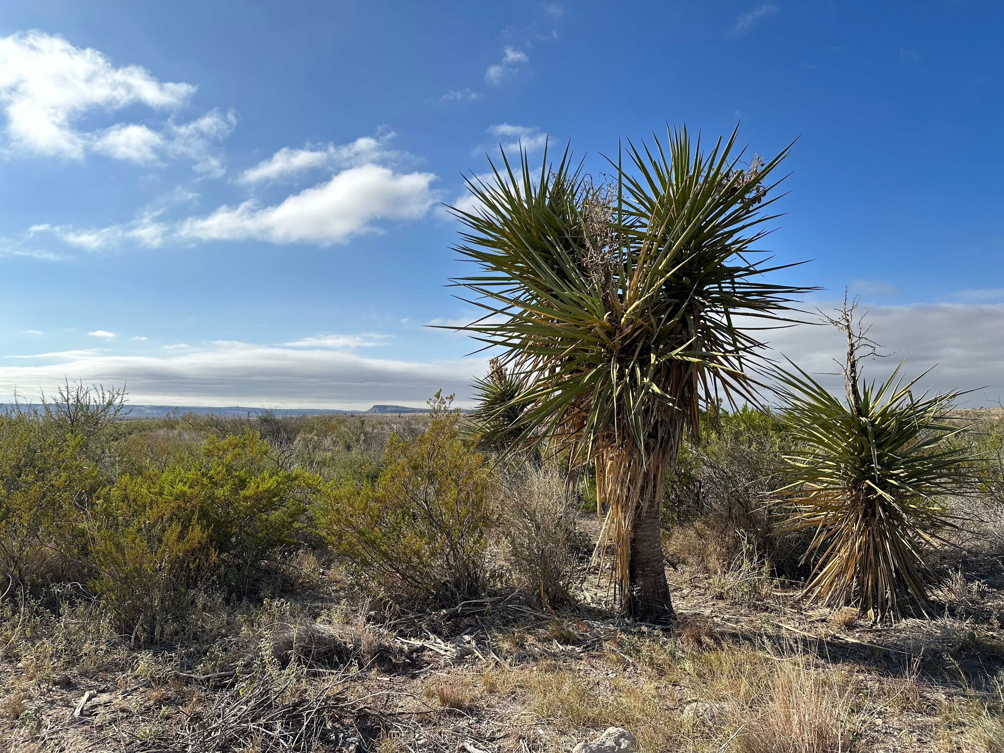  The Alamito Ranch in Presidio County - 物件實景