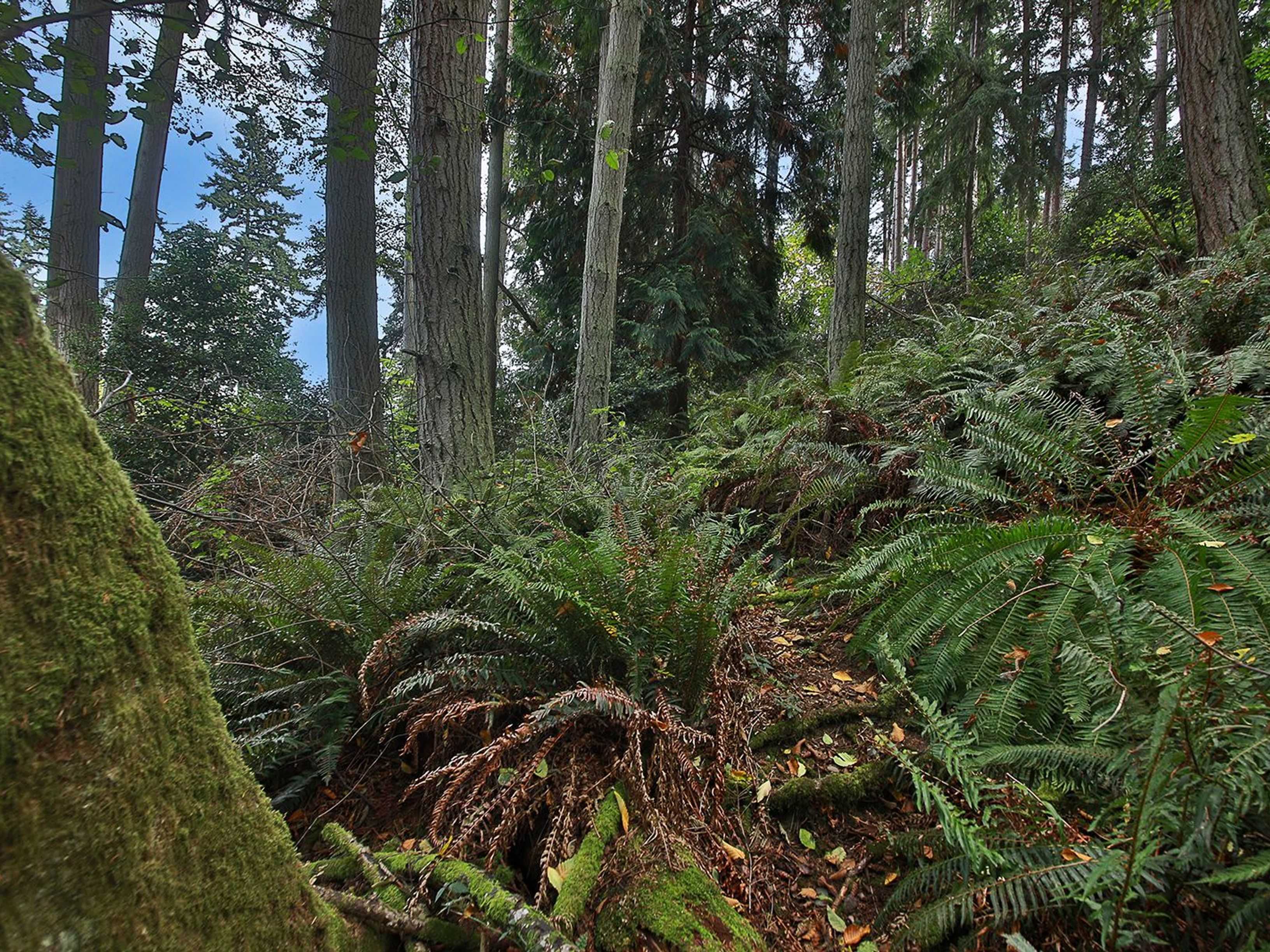  XXX Waterside Lane, Langley, WA 98260 - 物件實景