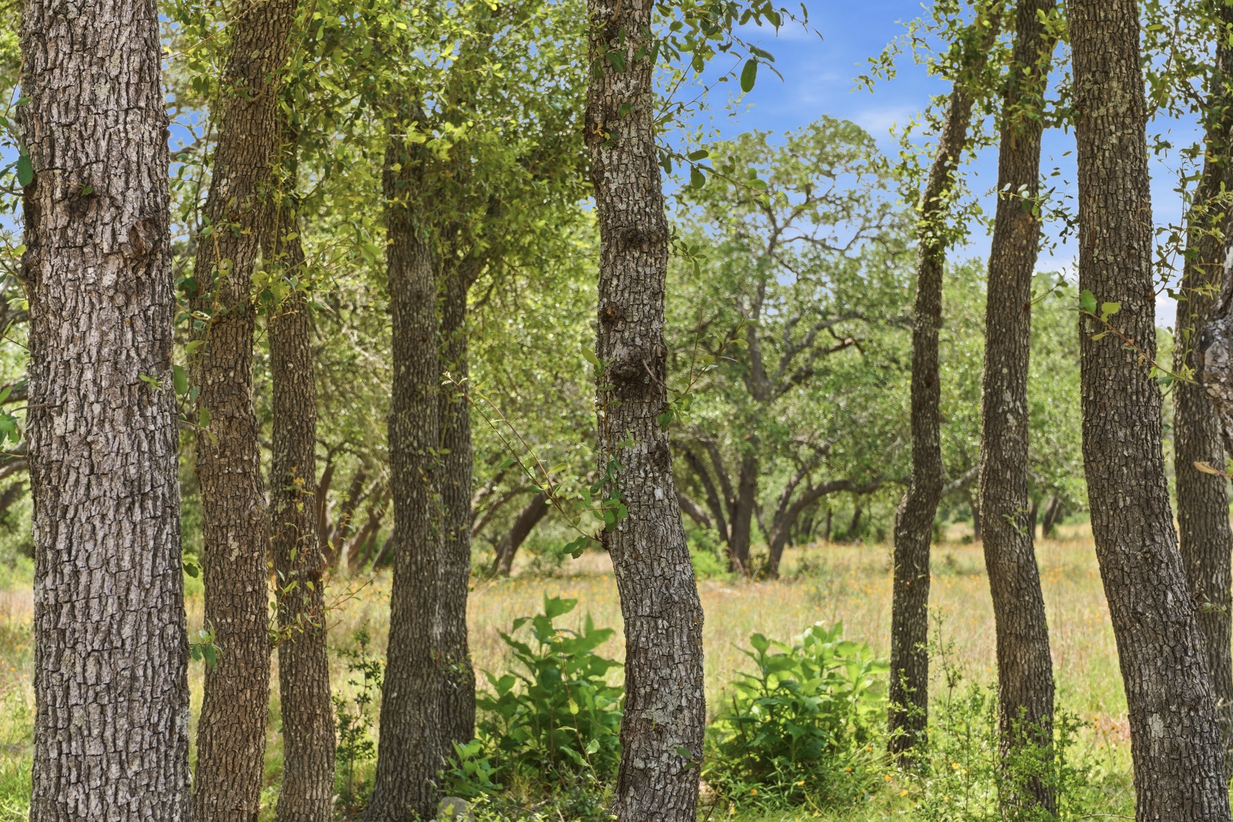  Rolling Oaks Ranch: The Pinnacle of Private Estate Living - 物件實景