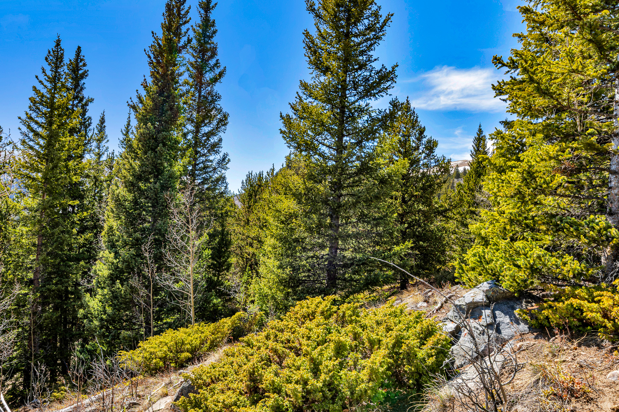  270 Co Rd 667, Alma, CO, 80440 - 物件實景