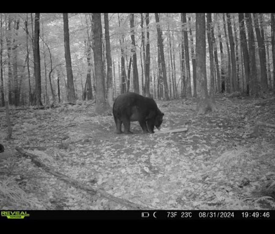 Hayward, Wisconsin, 54843, United States, ,Land,For Sale,1983896