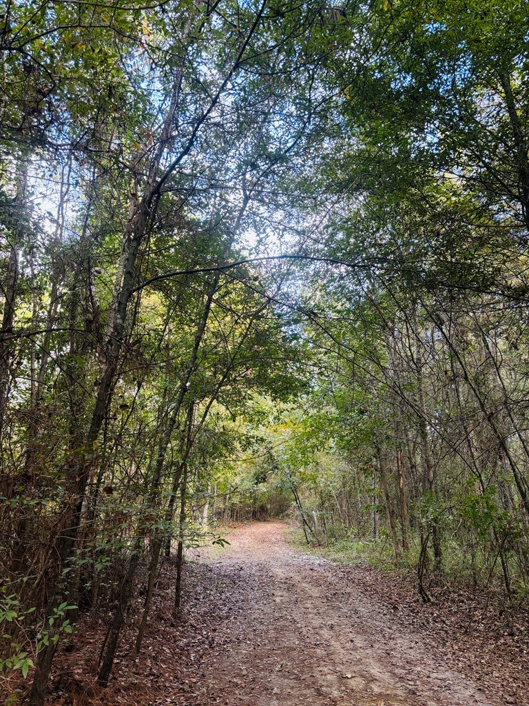 Abbeville, Georgia, 31001, United States, ,Land,For Sale,1975130
