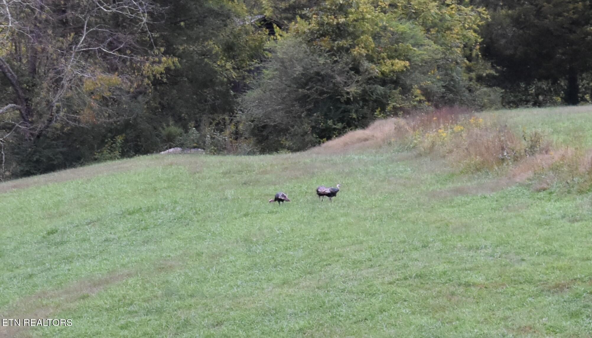 New Tazewell, Tennessee, 37825, United States, 3 Bedrooms Bedrooms, ,3 BathroomsBathrooms,Residential,For Sale,1961424