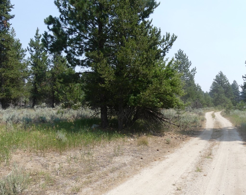 McCall, Idaho, 83638, United States, ,Land,For Sale,2005964