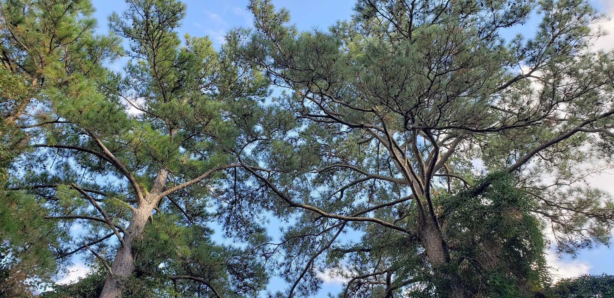 Hockley, Texas, 77447, United States, 2 Bedrooms Bedrooms, ,1 BathroomBathrooms,Residential,For Sale,1974890