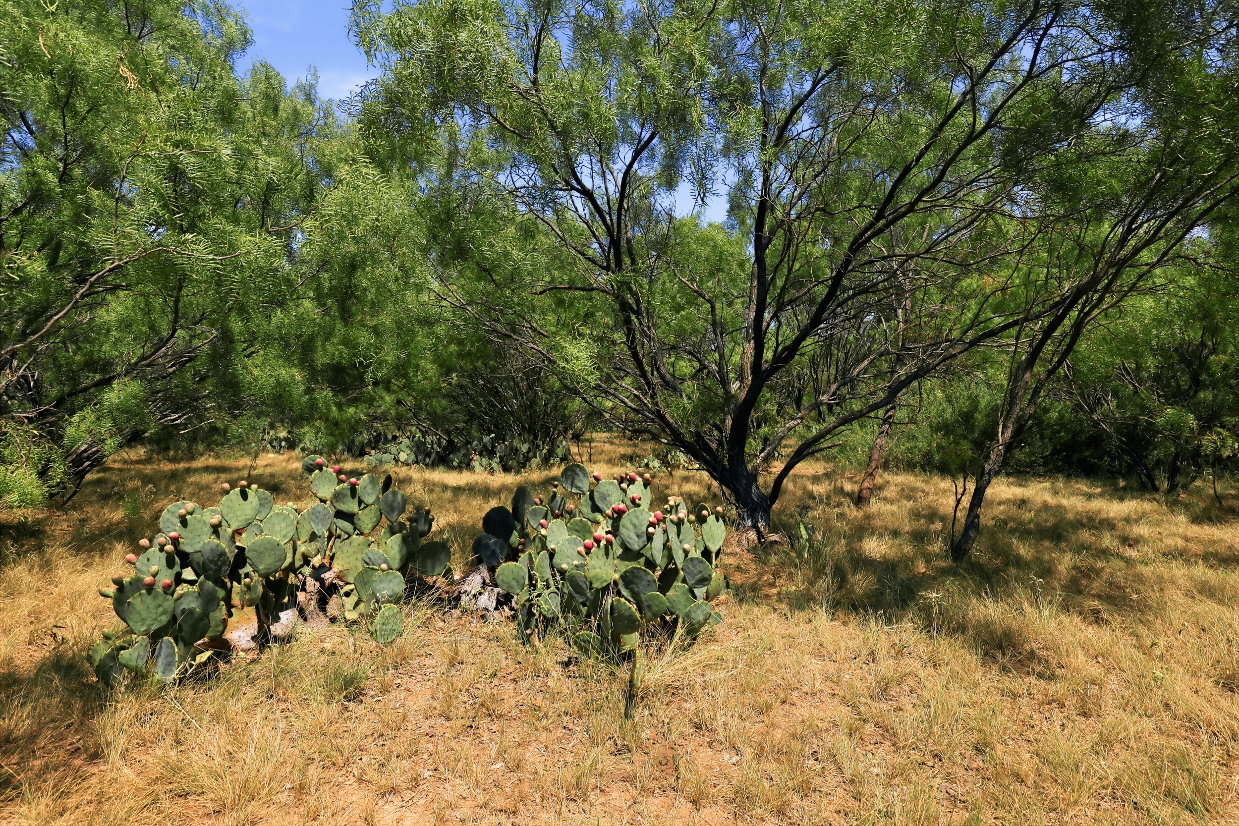  125 Acres of Texas Land for Recreation and Retreat - 物件實景