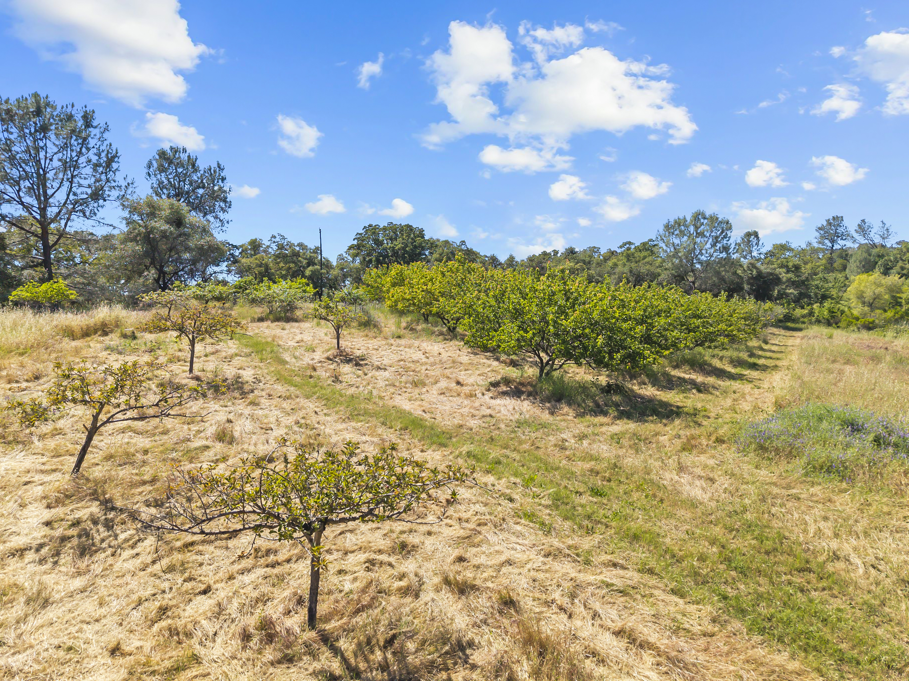  2105 Precision Place, Auburn, CA 95603 - 物件實景