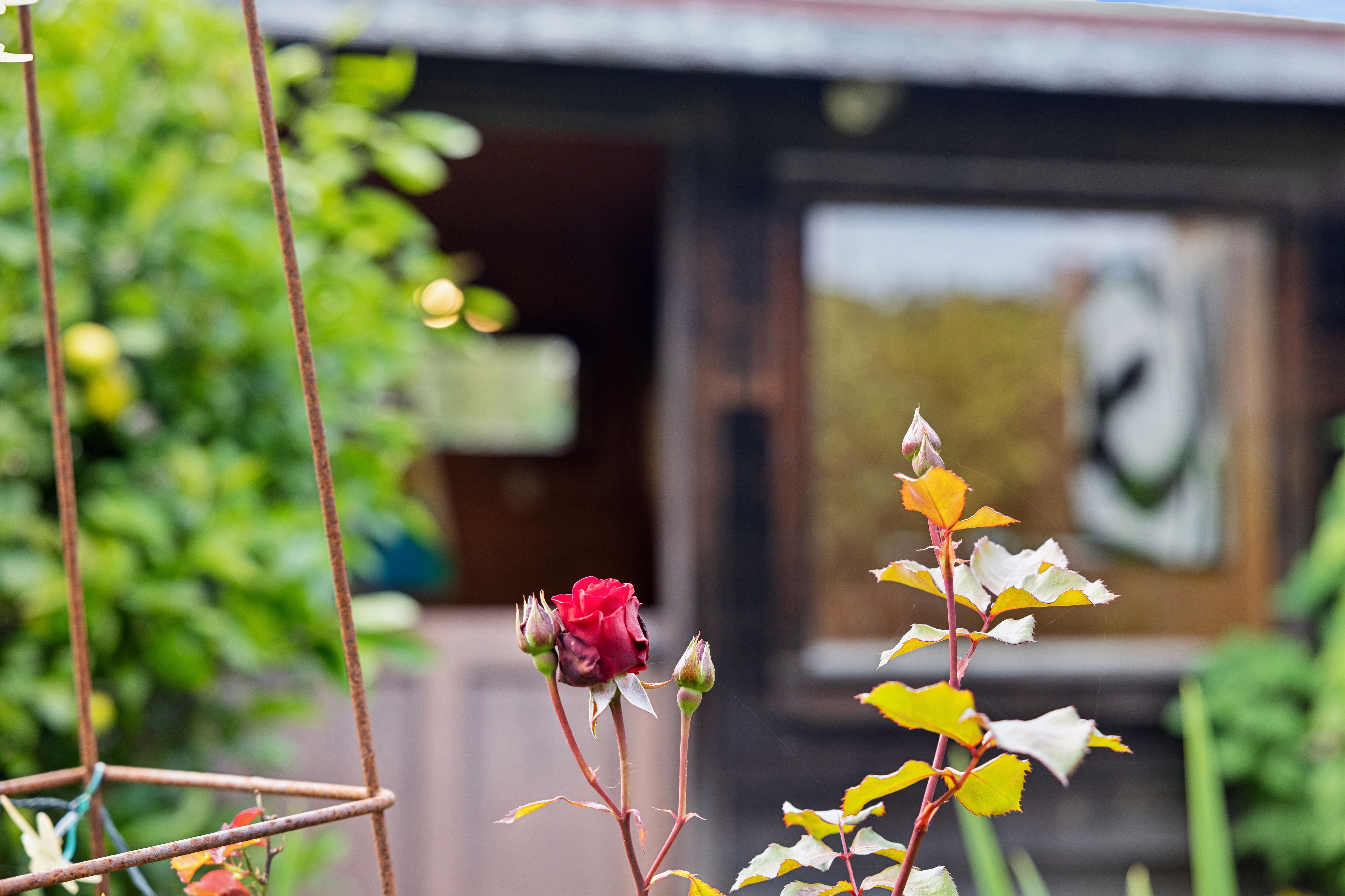  Redwood, Glass, and Companion Spaces - 物件實景