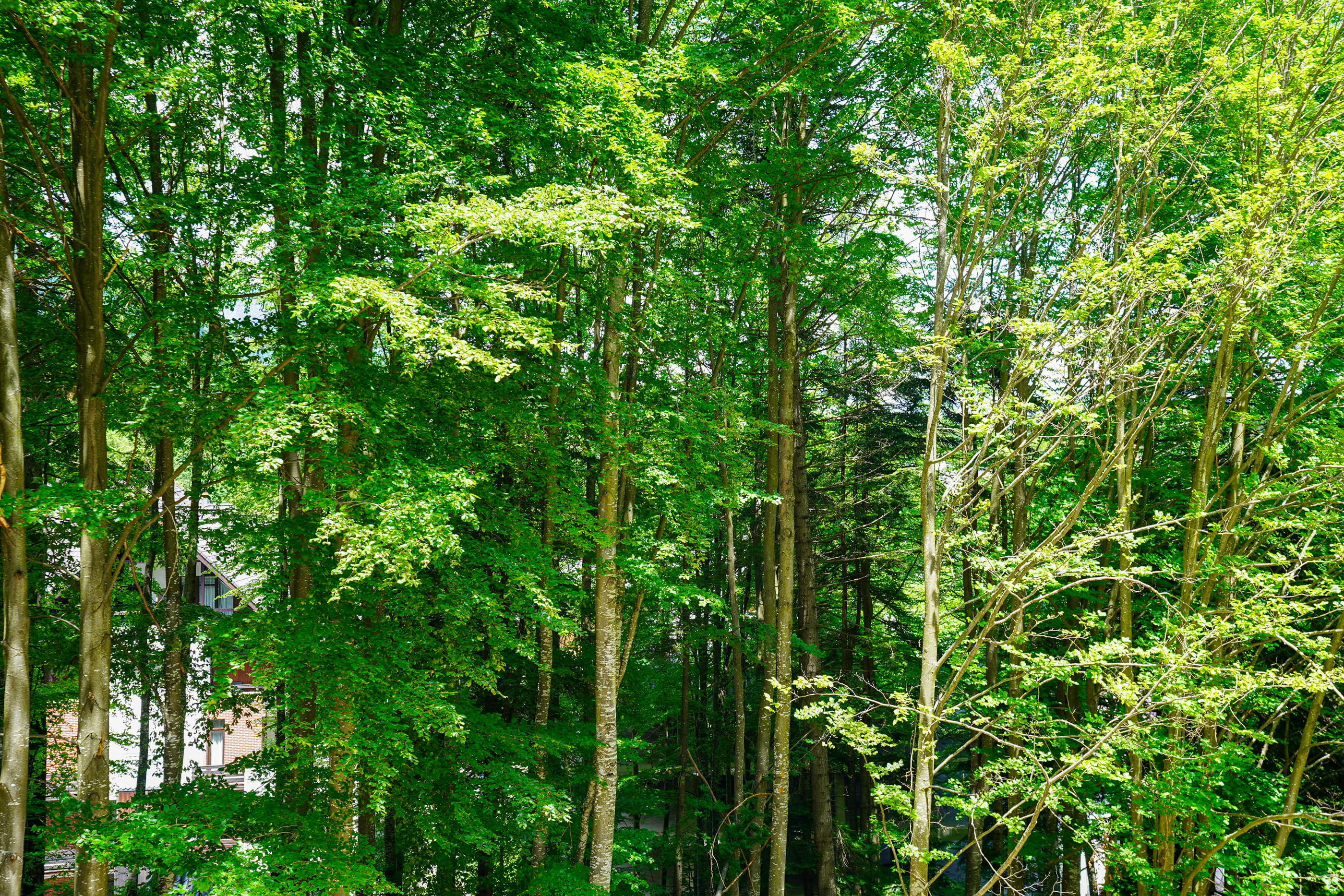  Modern Apartment Directly Adjacent to the Forest, Sinaia - 物件實景