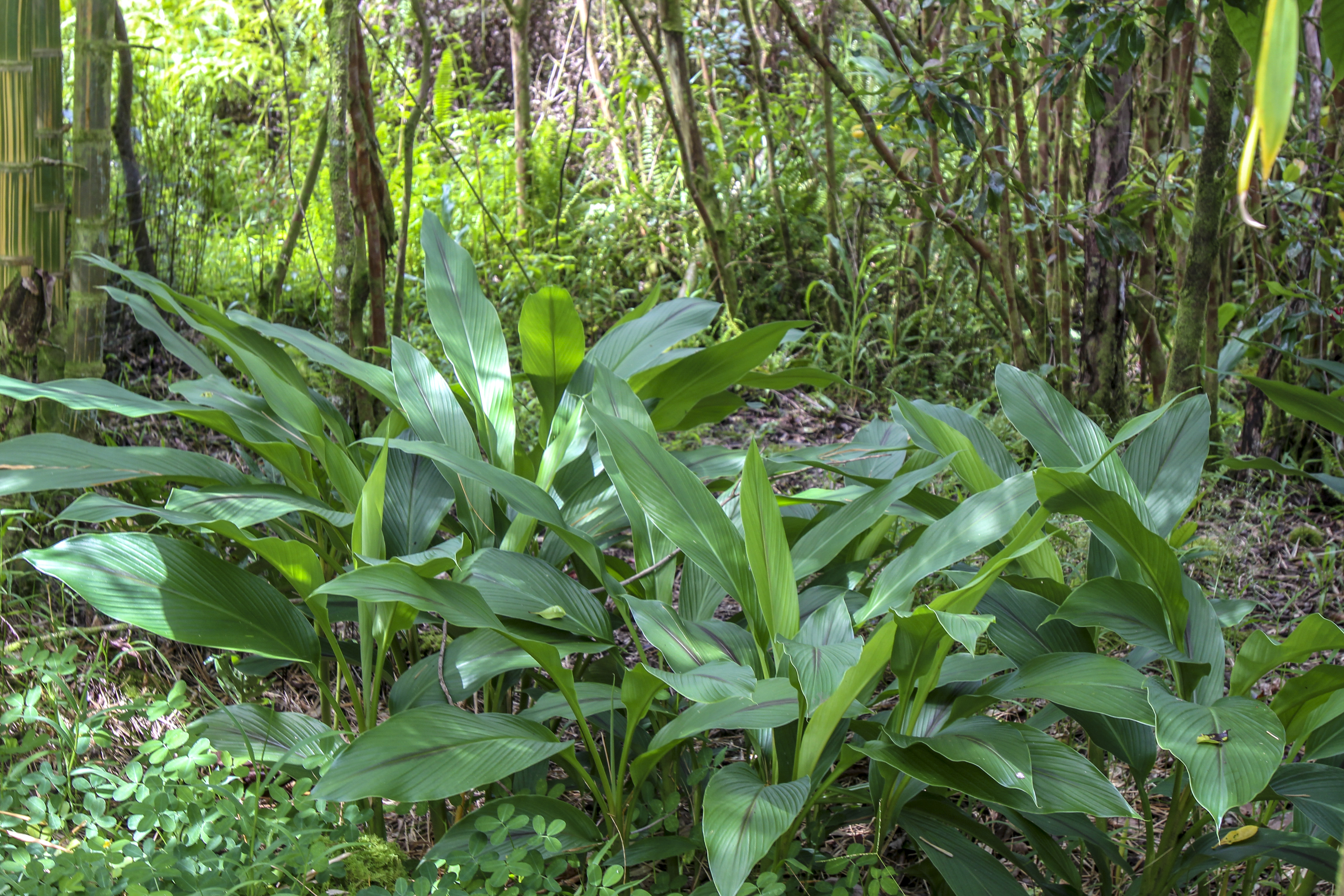 16-1517 Poouli Rd, Kurtistown, HI, 96760 - 物件實景