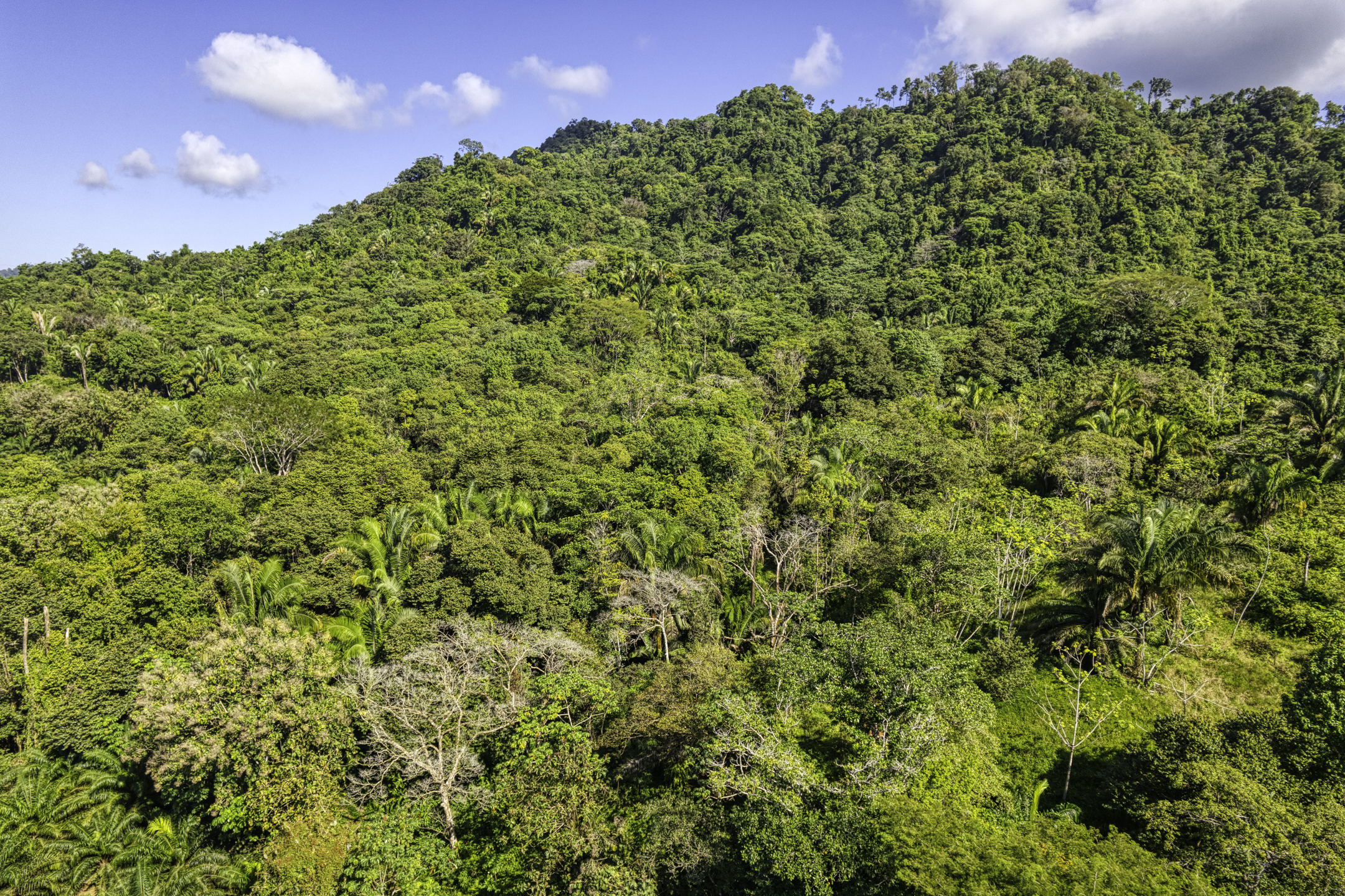 Portalon, Dominical, Puntarenas, CR, ,Land,For Sale,Portalon,1586164