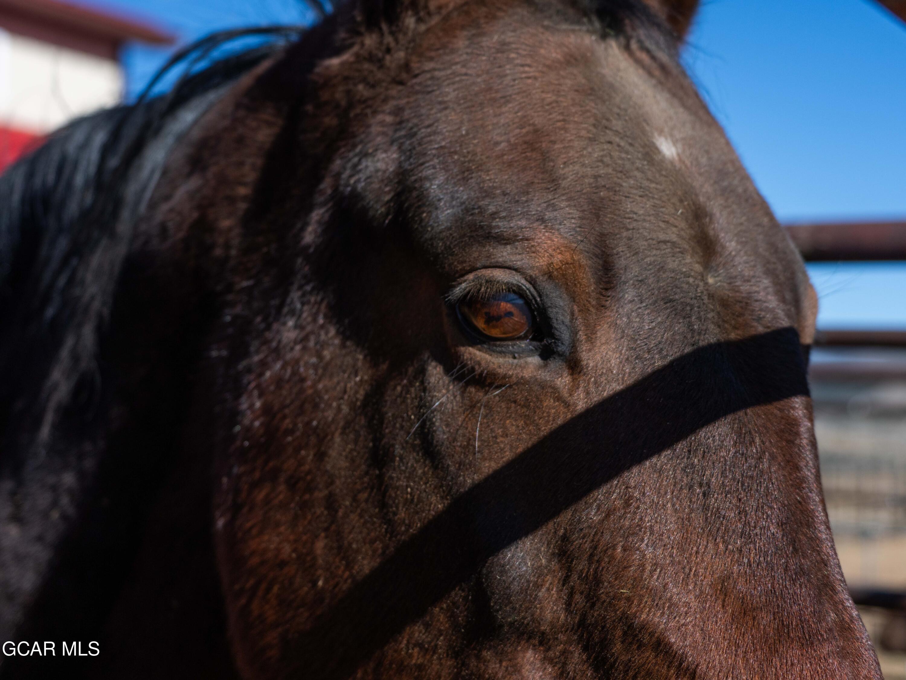 Hot Sulphur Springs, Colorado, 80451, United States, 6 Bedrooms Bedrooms, ,6 BathroomsBathrooms,Residential,For Sale,1999593