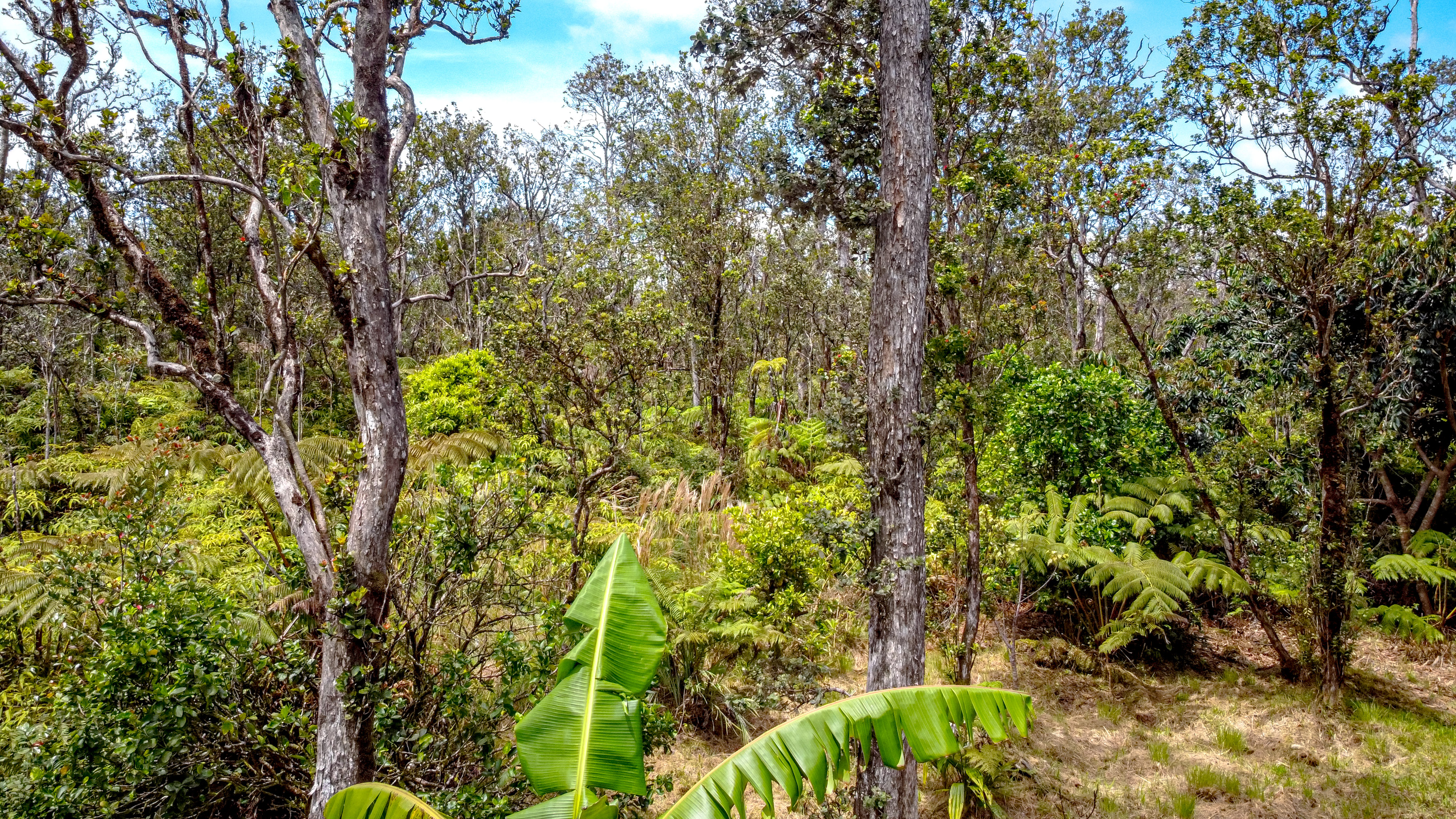  11-3121  HOOLEHUA RD, Volcano, HI 96785 - 物件實景