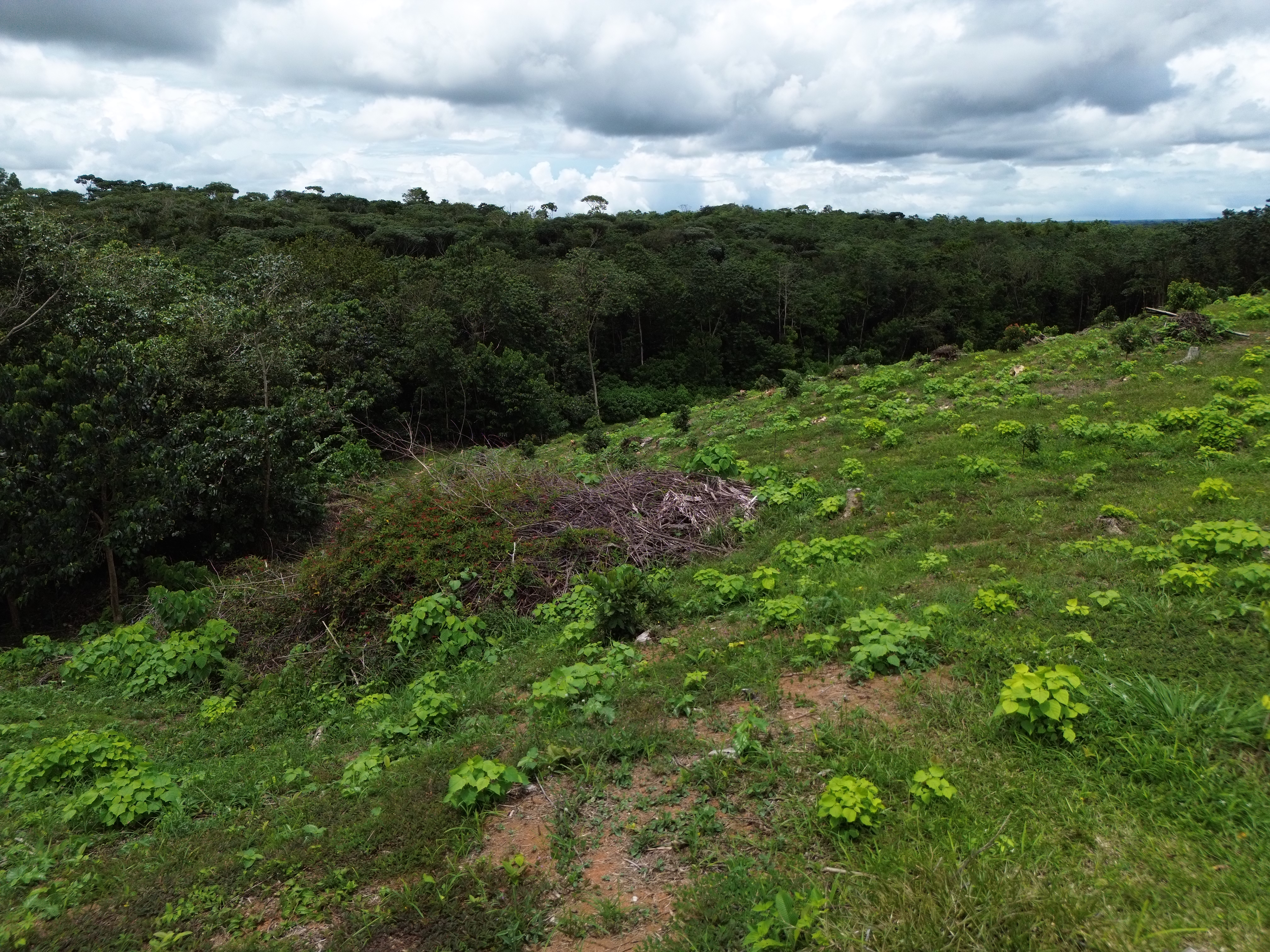 Palmar Norte, Palmar, Puntarenas, CR, ,Land,For Sale,Palmar Norte,1667866