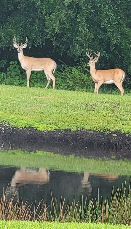 Parrish, Florida, 34219, United States, 4 Bedrooms Bedrooms, ,4 BathroomsBathrooms,Residential,For Sale,1960879